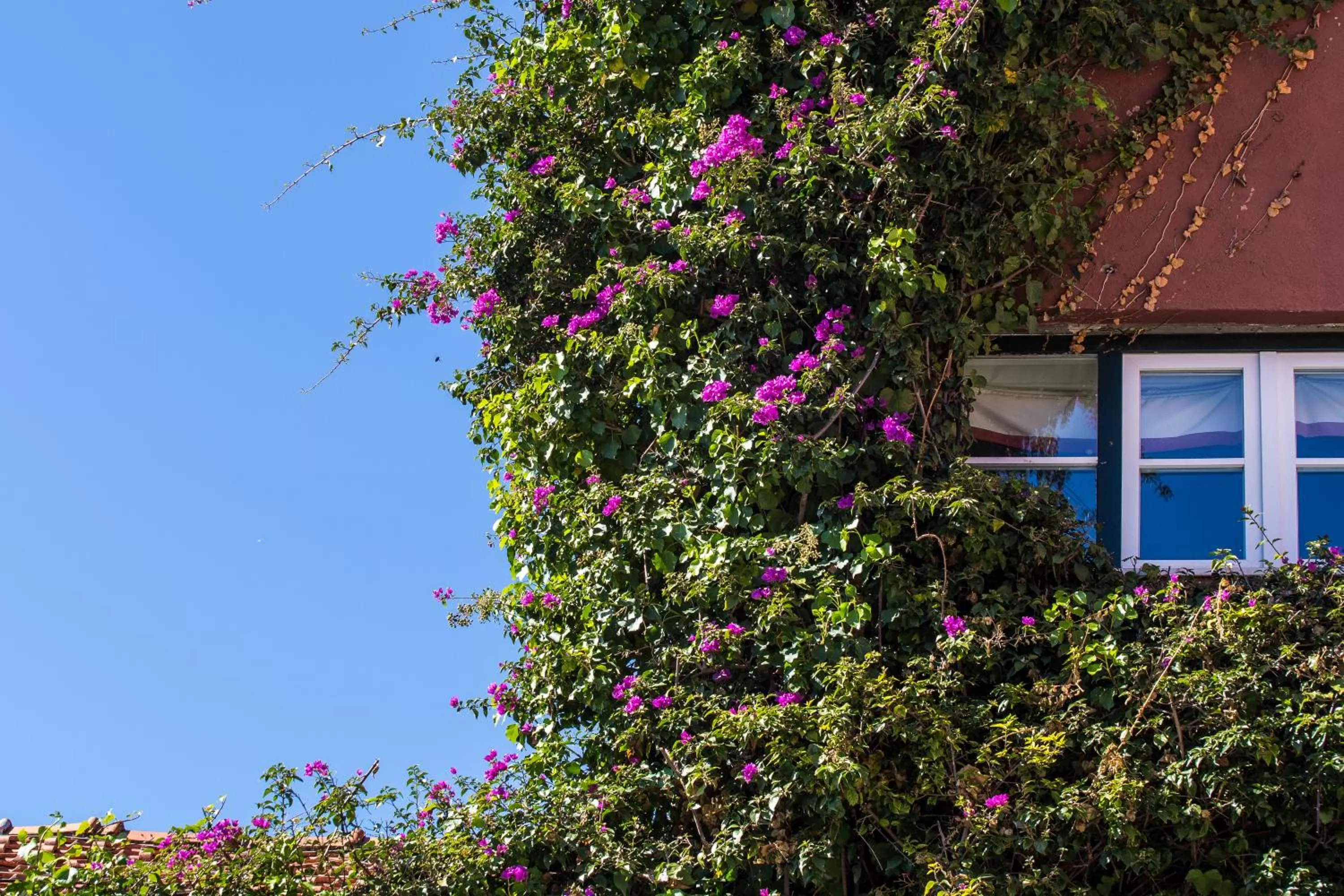 Garden in York House Lisboa Hotel
