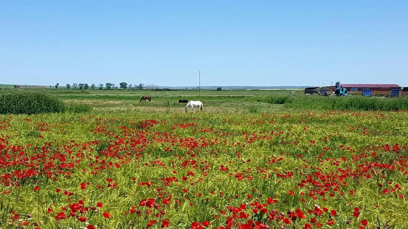 Natural landscape in Hostal Athlanta