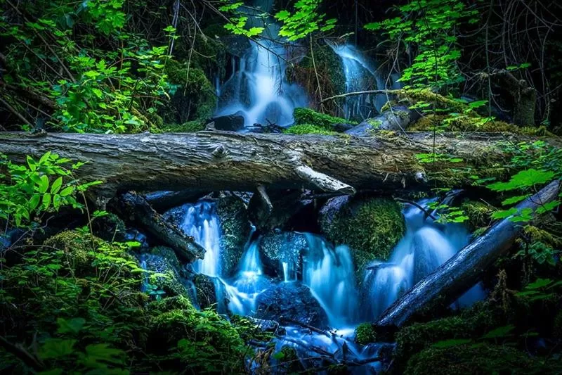 Other Animals in Maple Leaf Motel