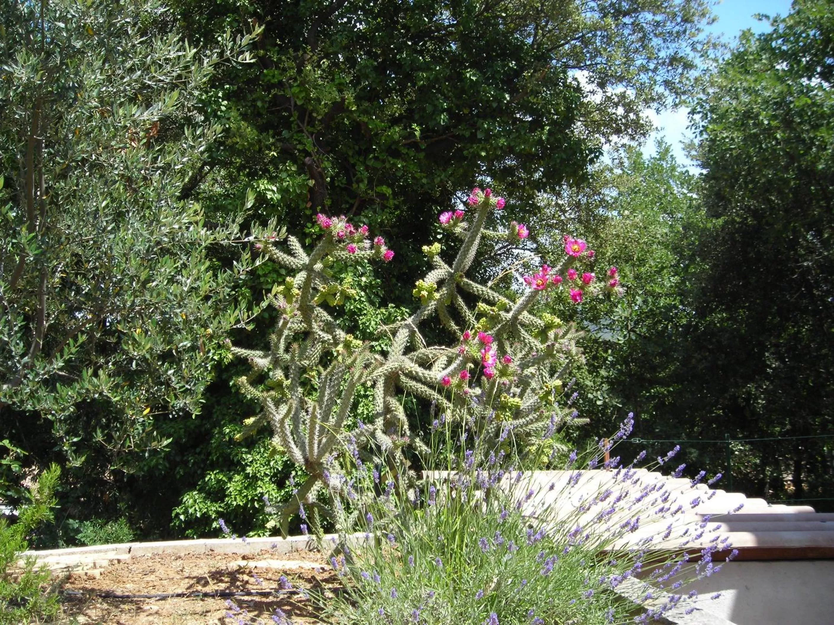 Garden in La villa Sam