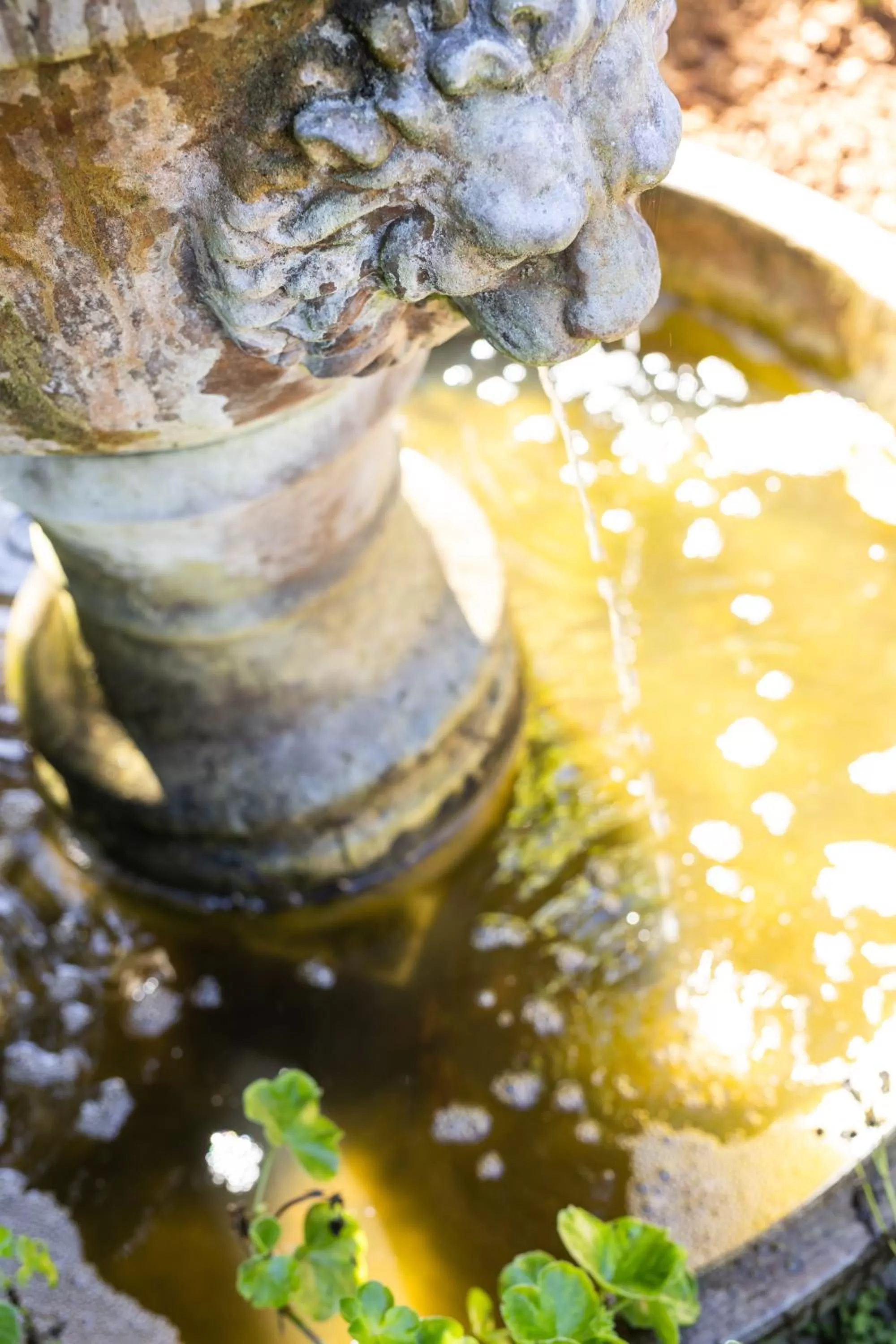 Patio in Centrella Hotel, a Kirkwood Collection Hotel
