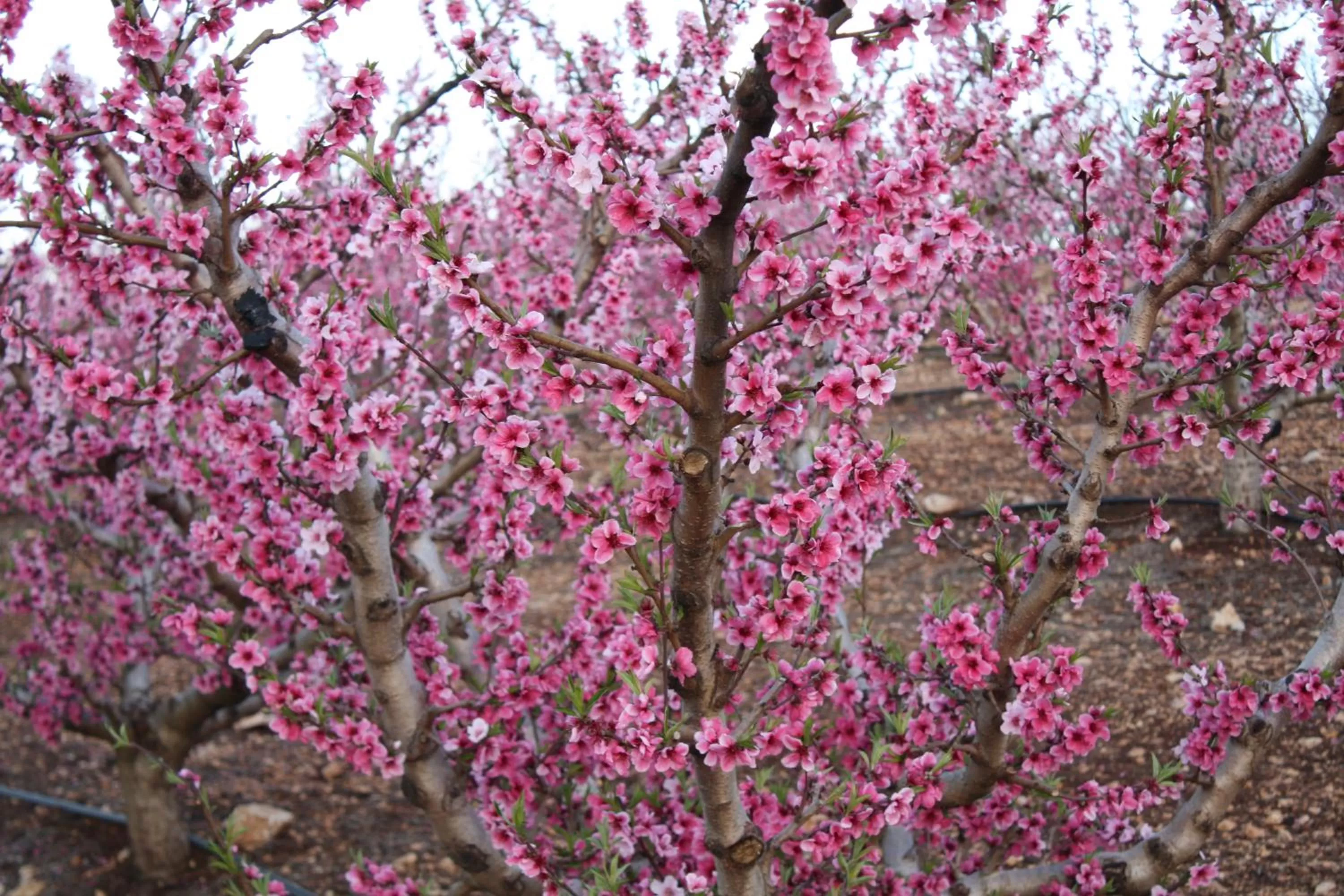 Spring in Beit Shalom Historical boutique Hotel