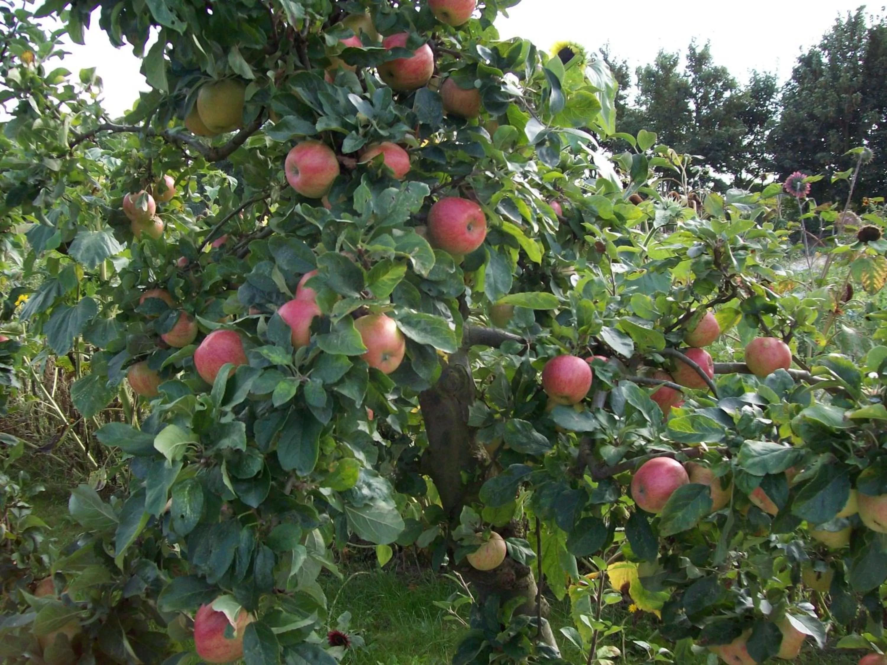 Area and facilities in De Sternhof