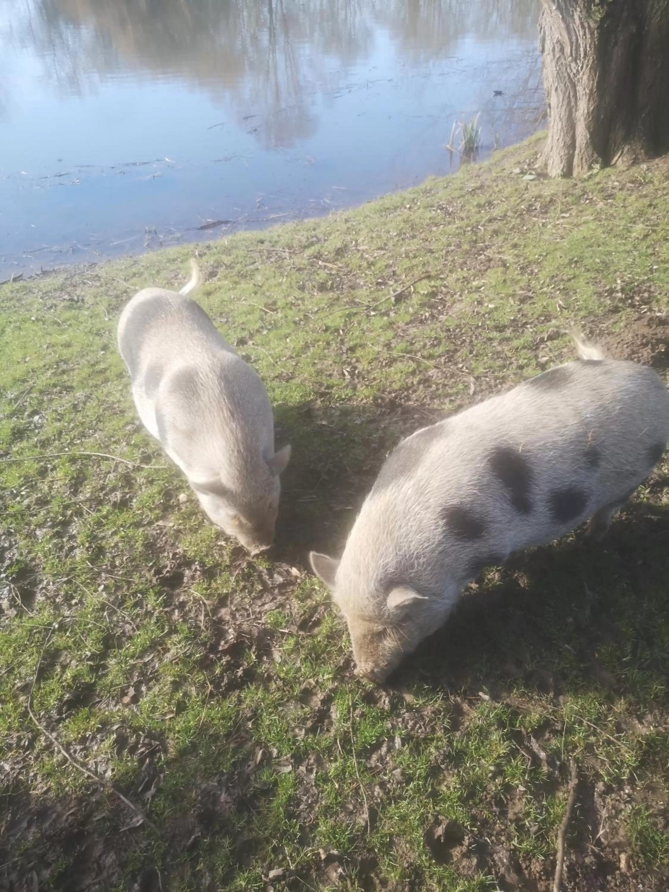 Property building in Jolysable