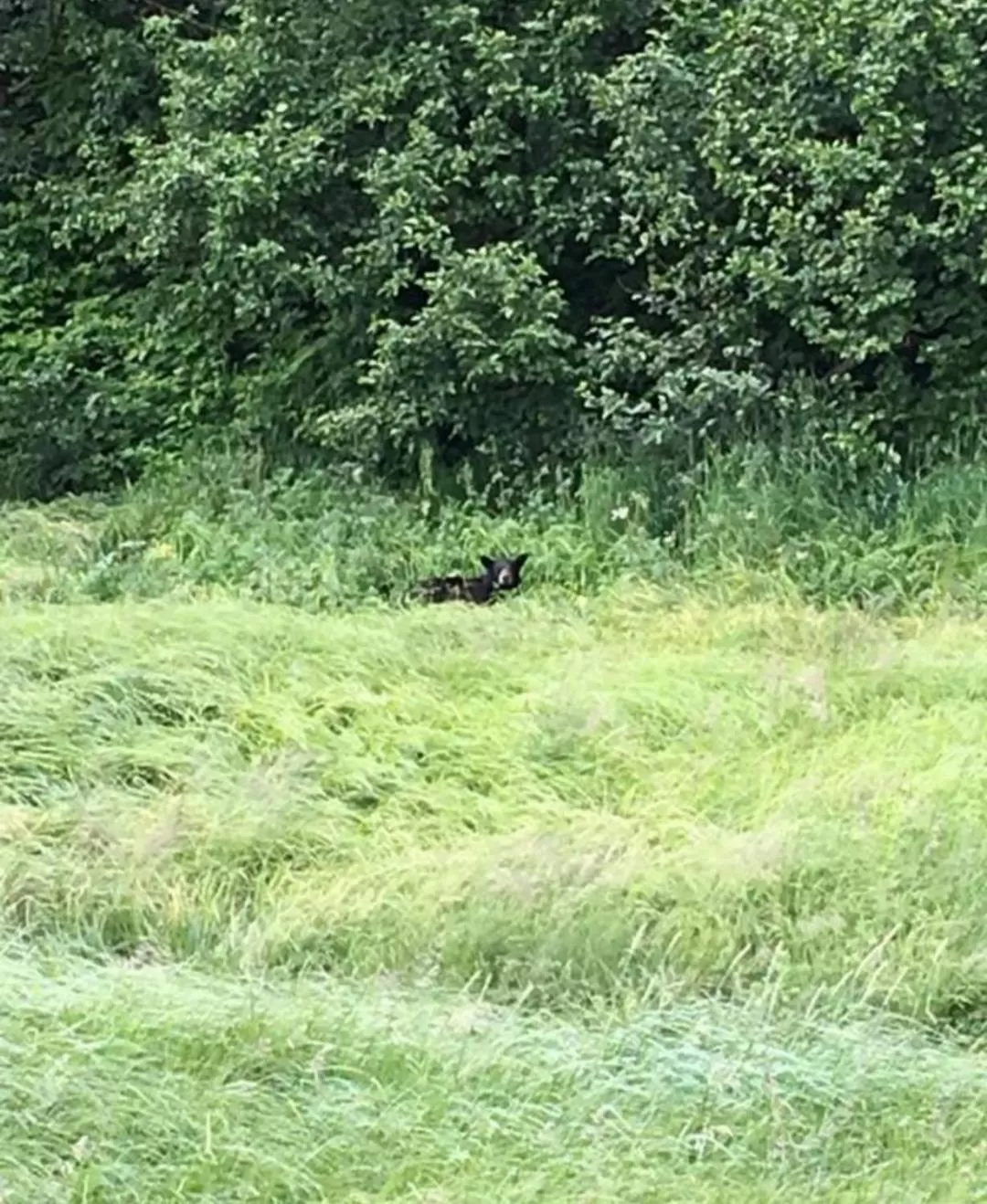 Alaska Grizzly Lodge