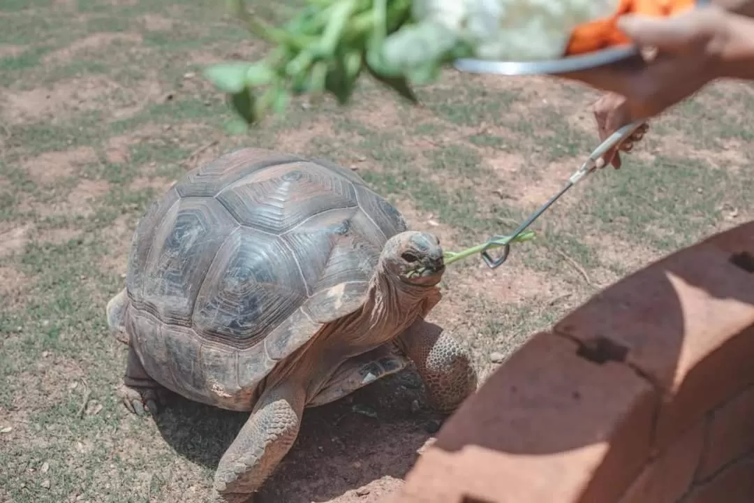 Other Animals in Viva Montane Hotel Pattaya