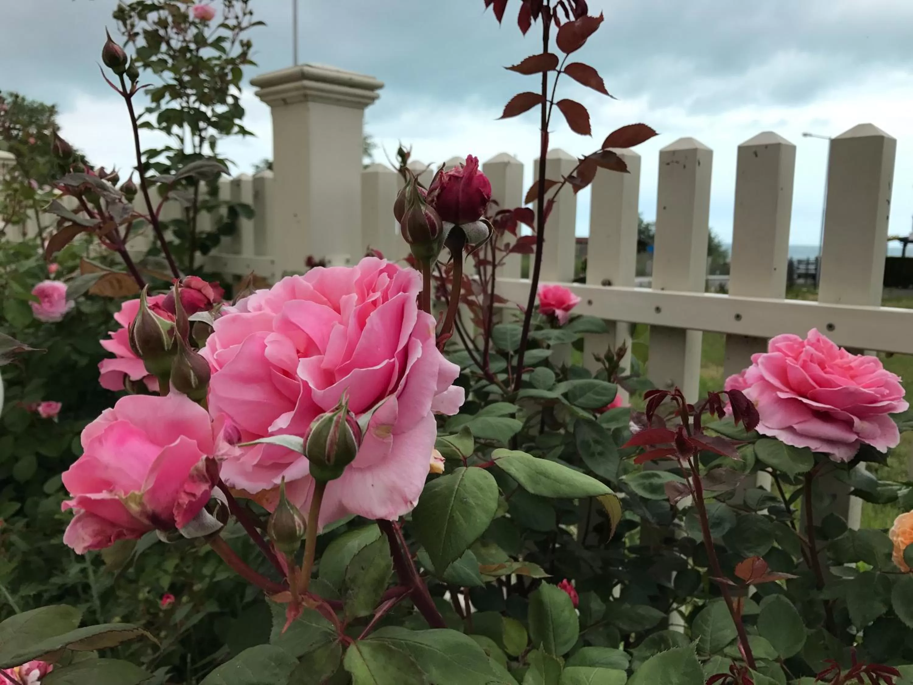 Garden in Villa Livia Boutique Apartments