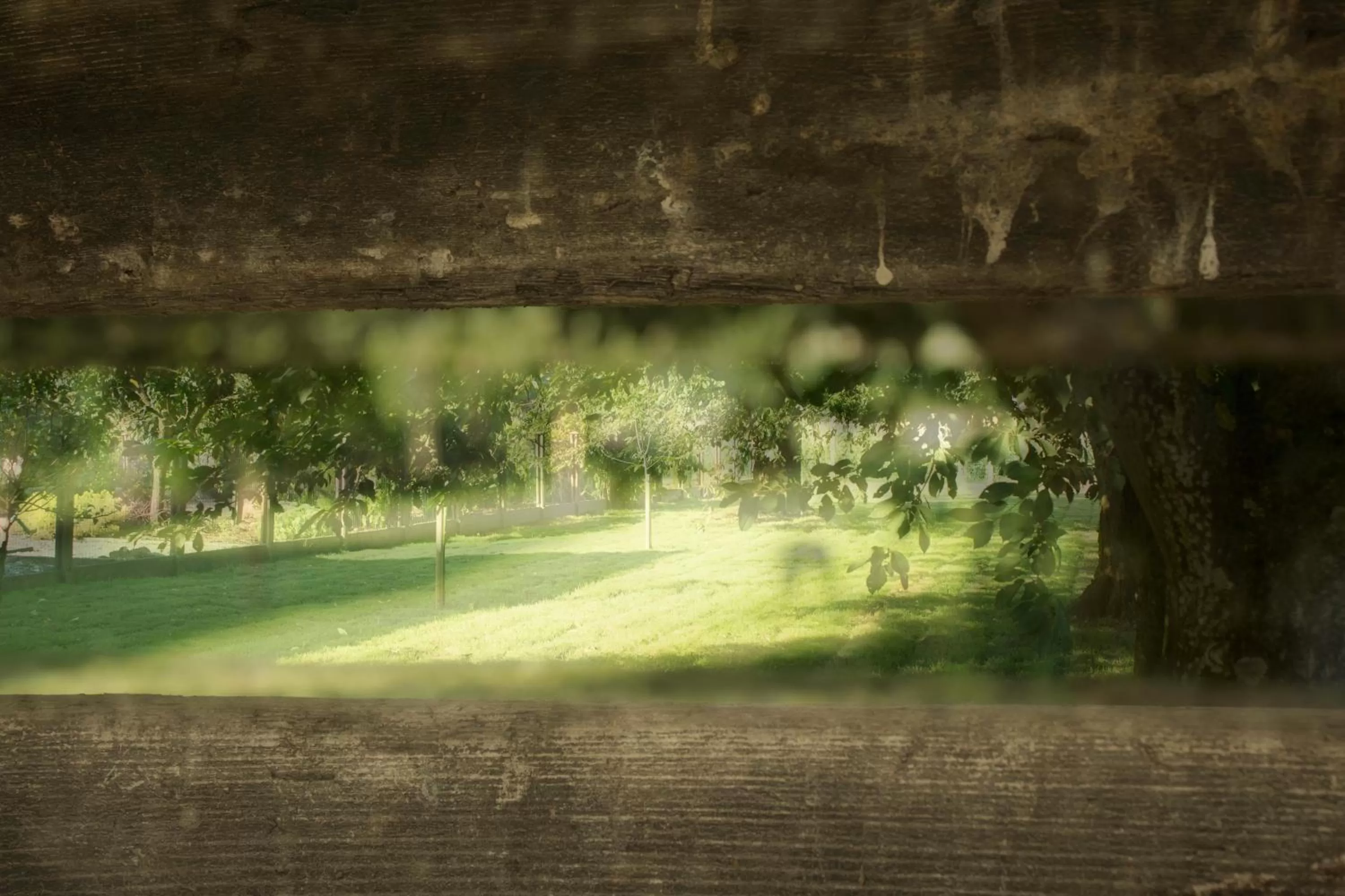 Garden in B&B Den Boomgaard Moorsel