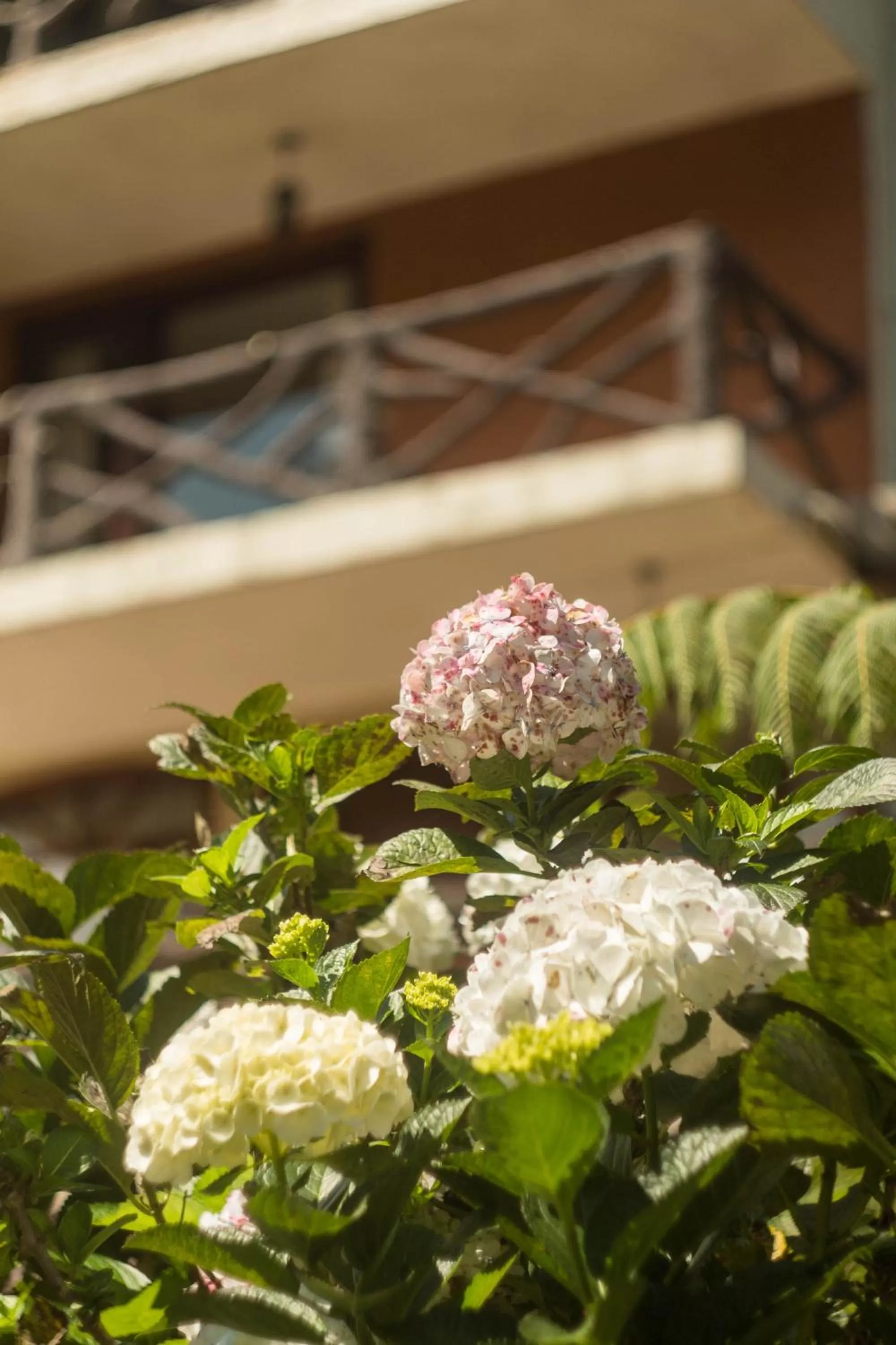 Garden view in Aldea Real Eco Friendly