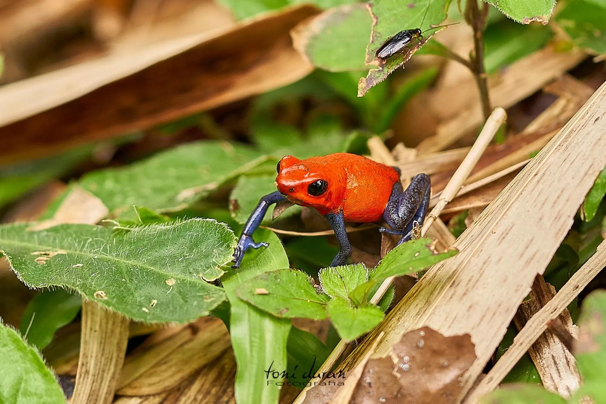 Birds & Breakfast Costa Rica