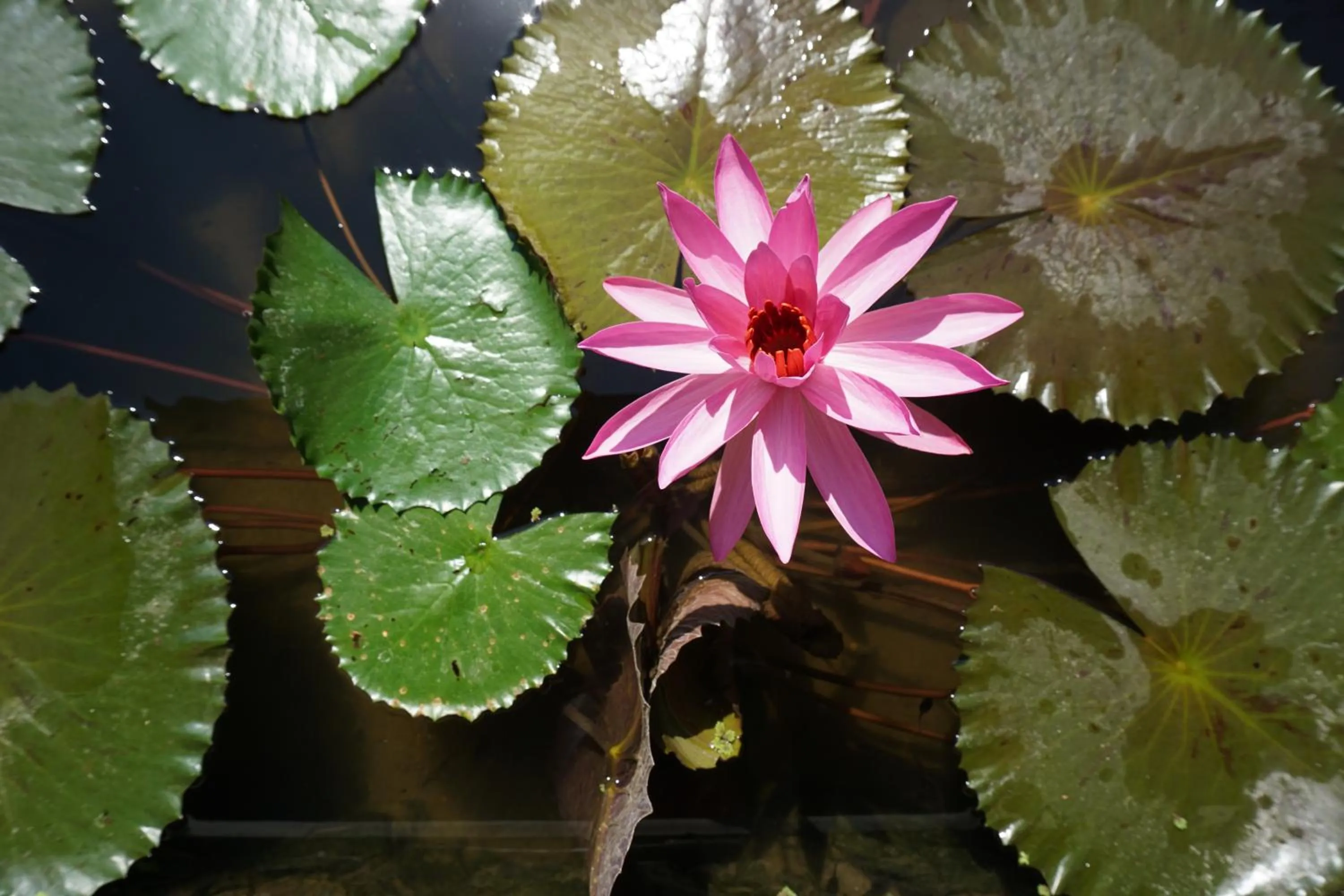 Garden in BeingSattvaa Luxury Ubud