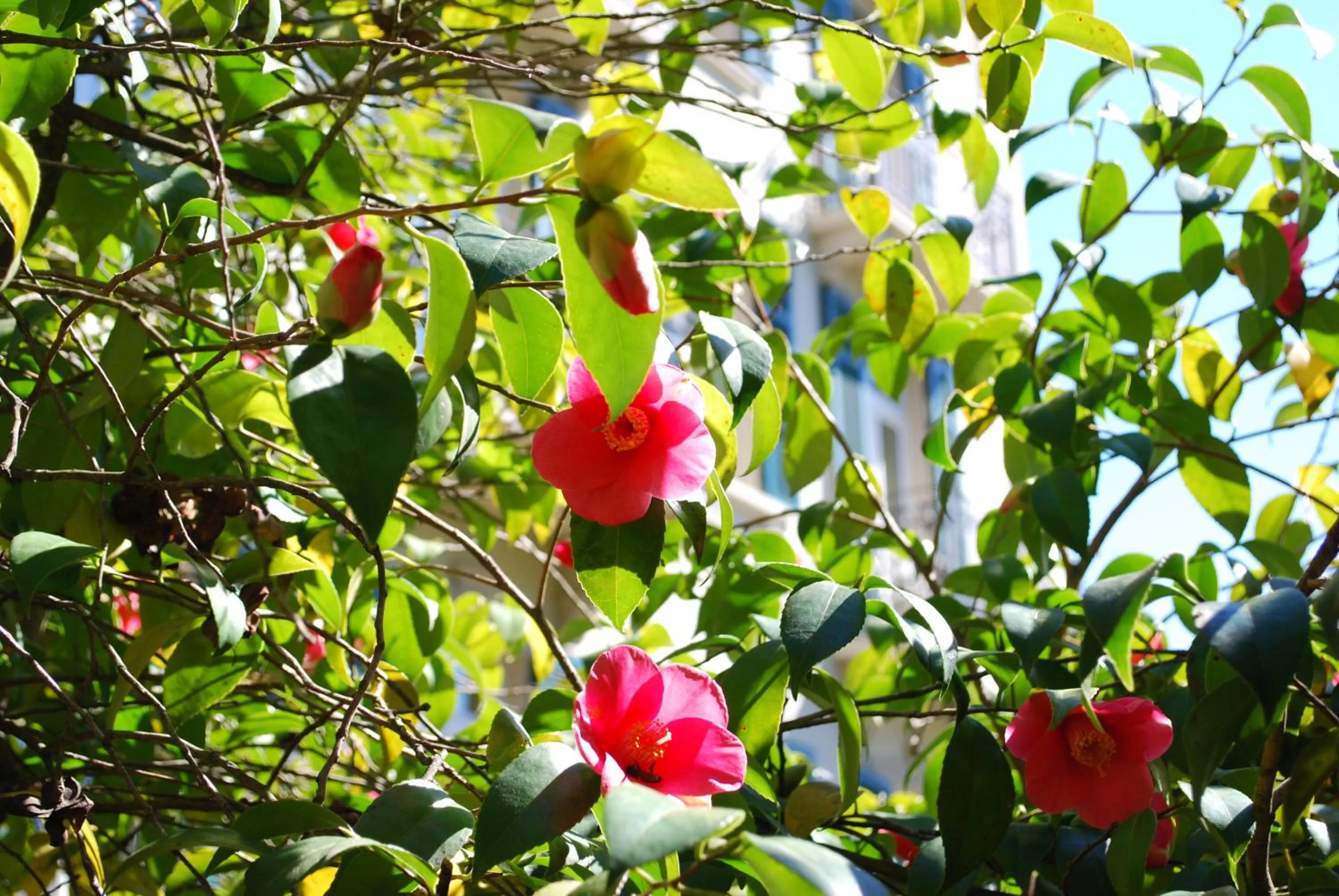 Other in Continental Parkhotel