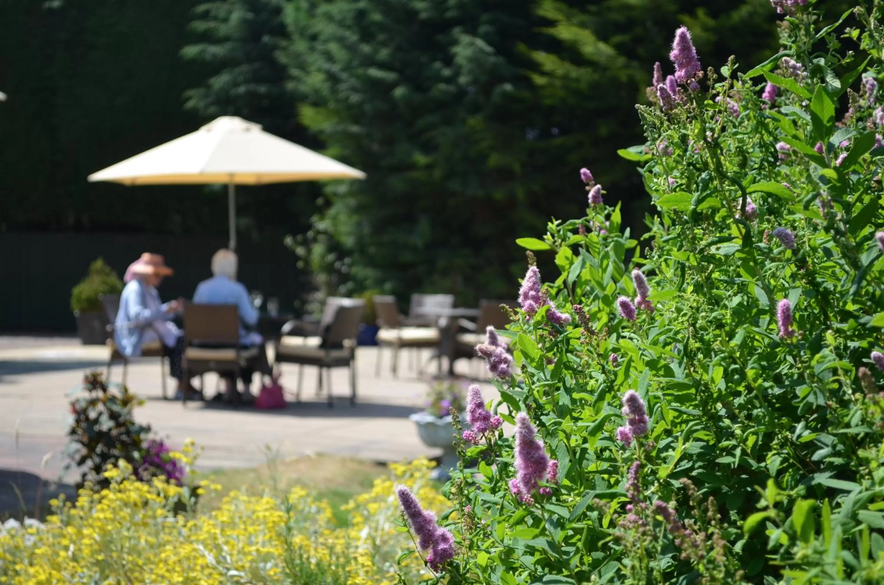 Garden in St Andrews Town Hotel