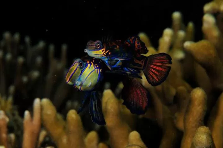 Diving in Punta Bulata White Beach Resort & Spa