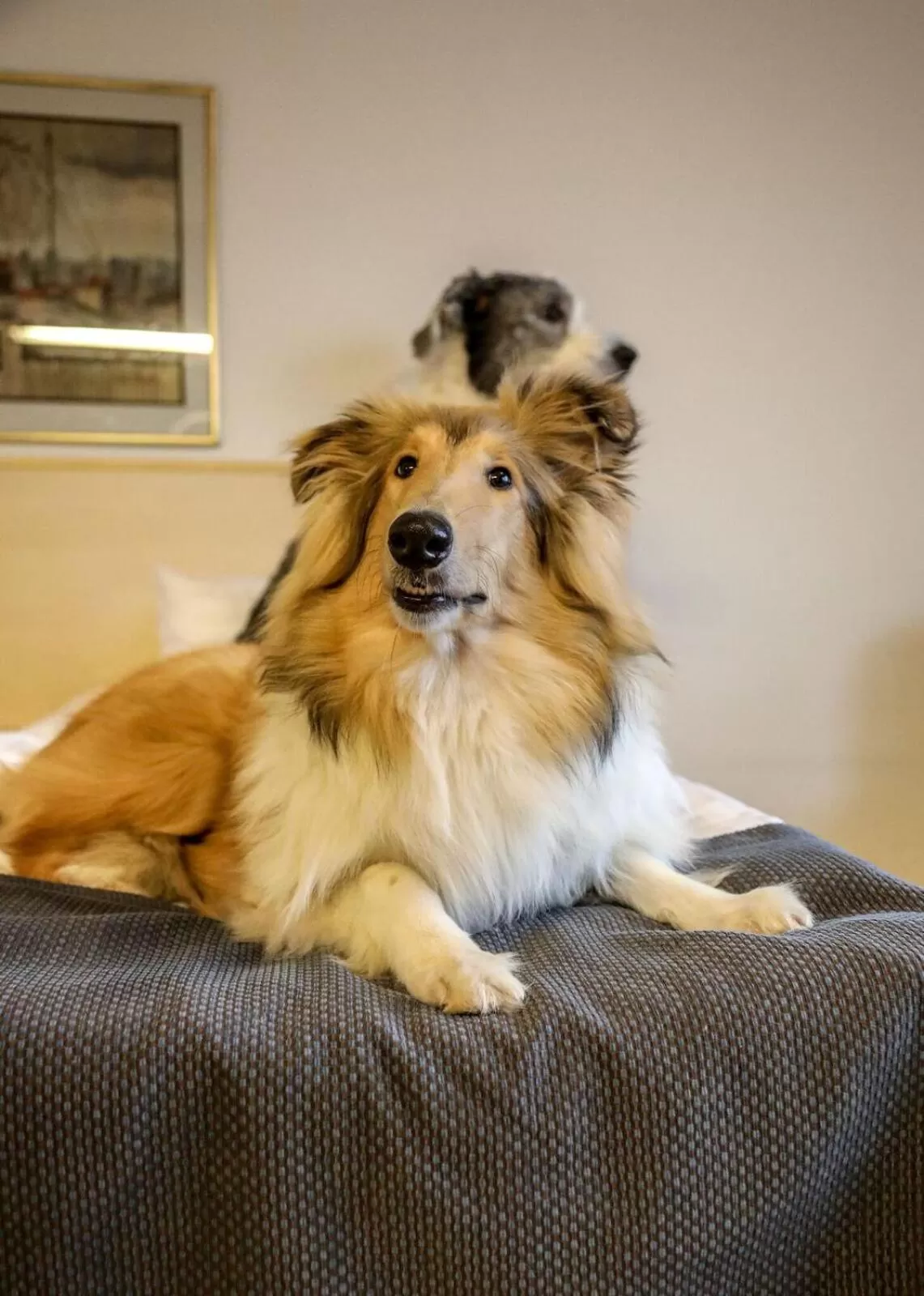 Animals in Spahotel Casino