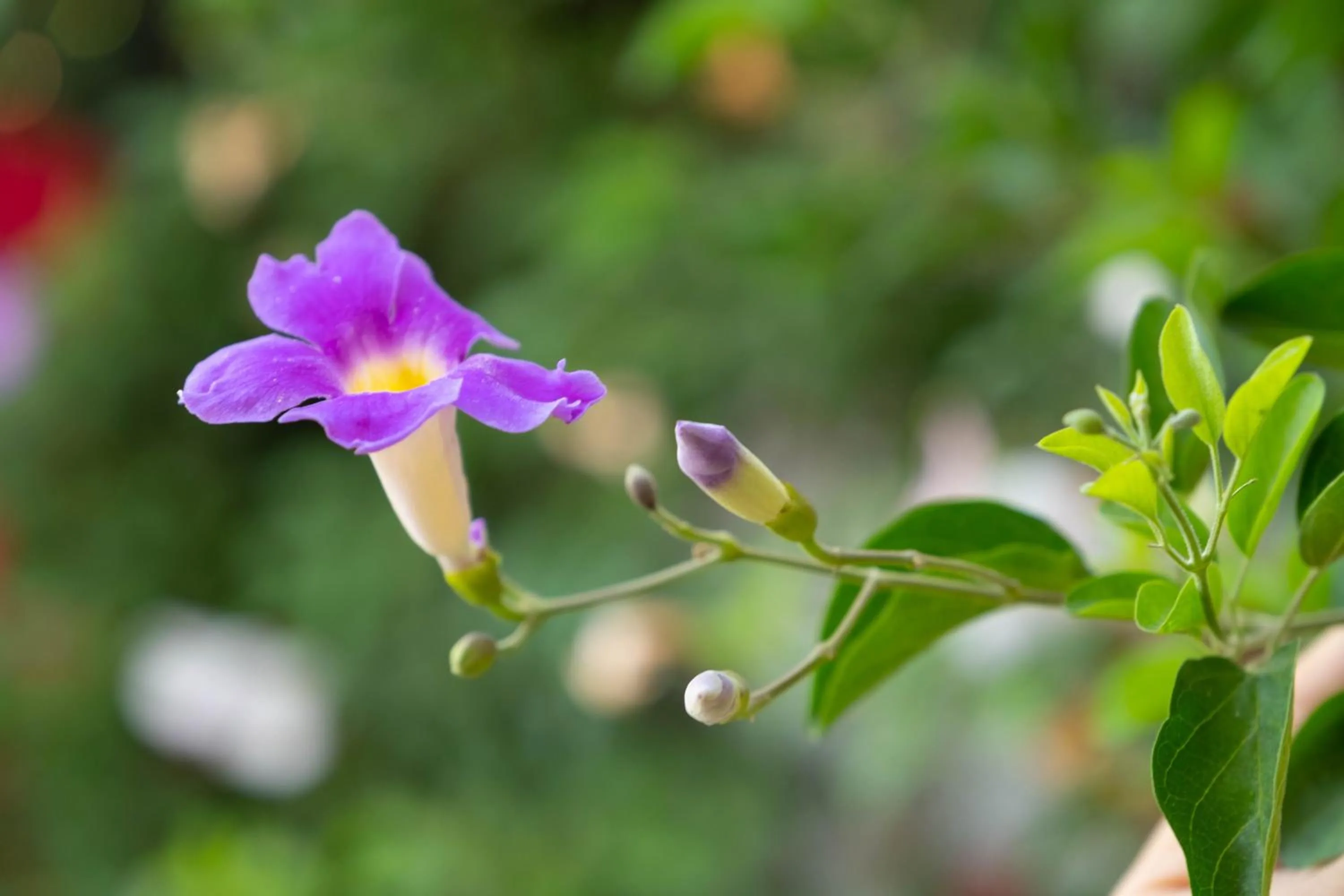 Spring in Hotel Layseca