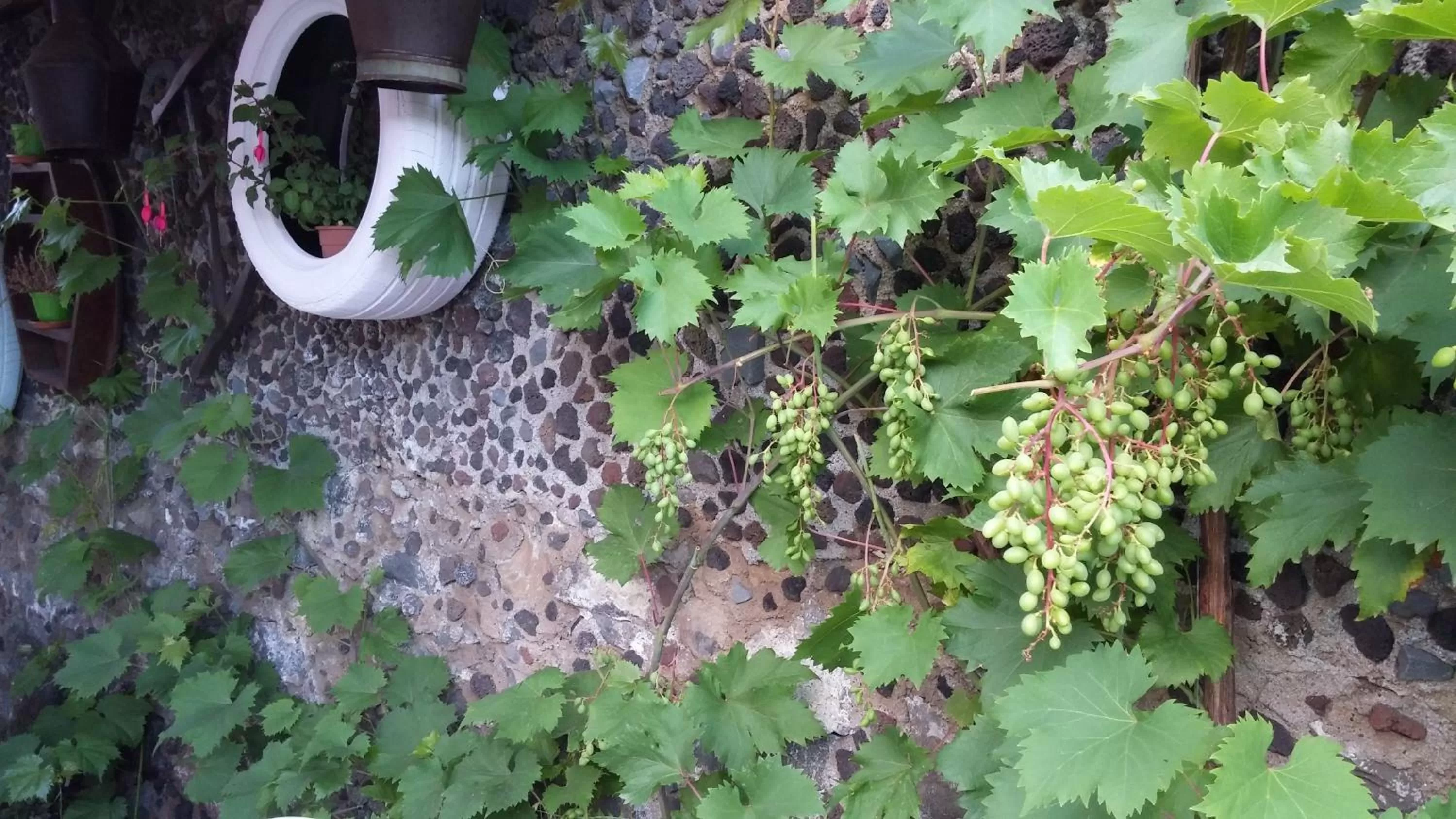 Garden, Other Animals in Etma