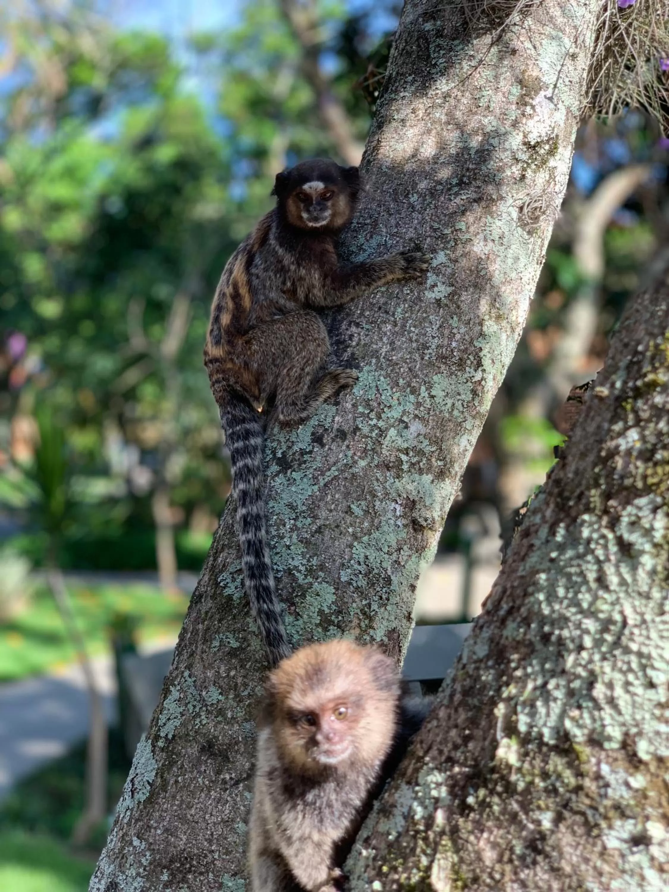 Animals in Hotel São Sebastião da Praia