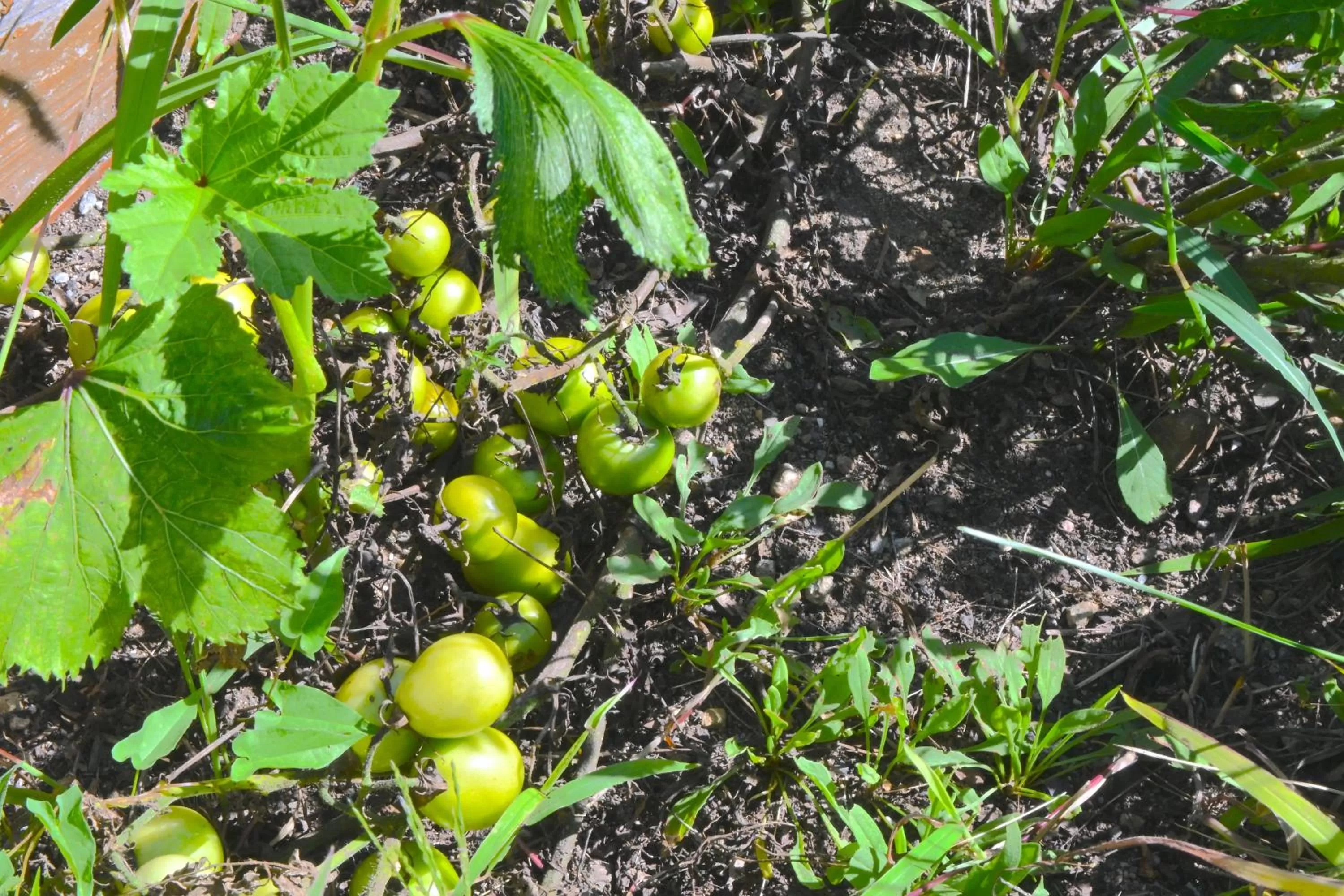 Garden in The Lodge at Jackson Village