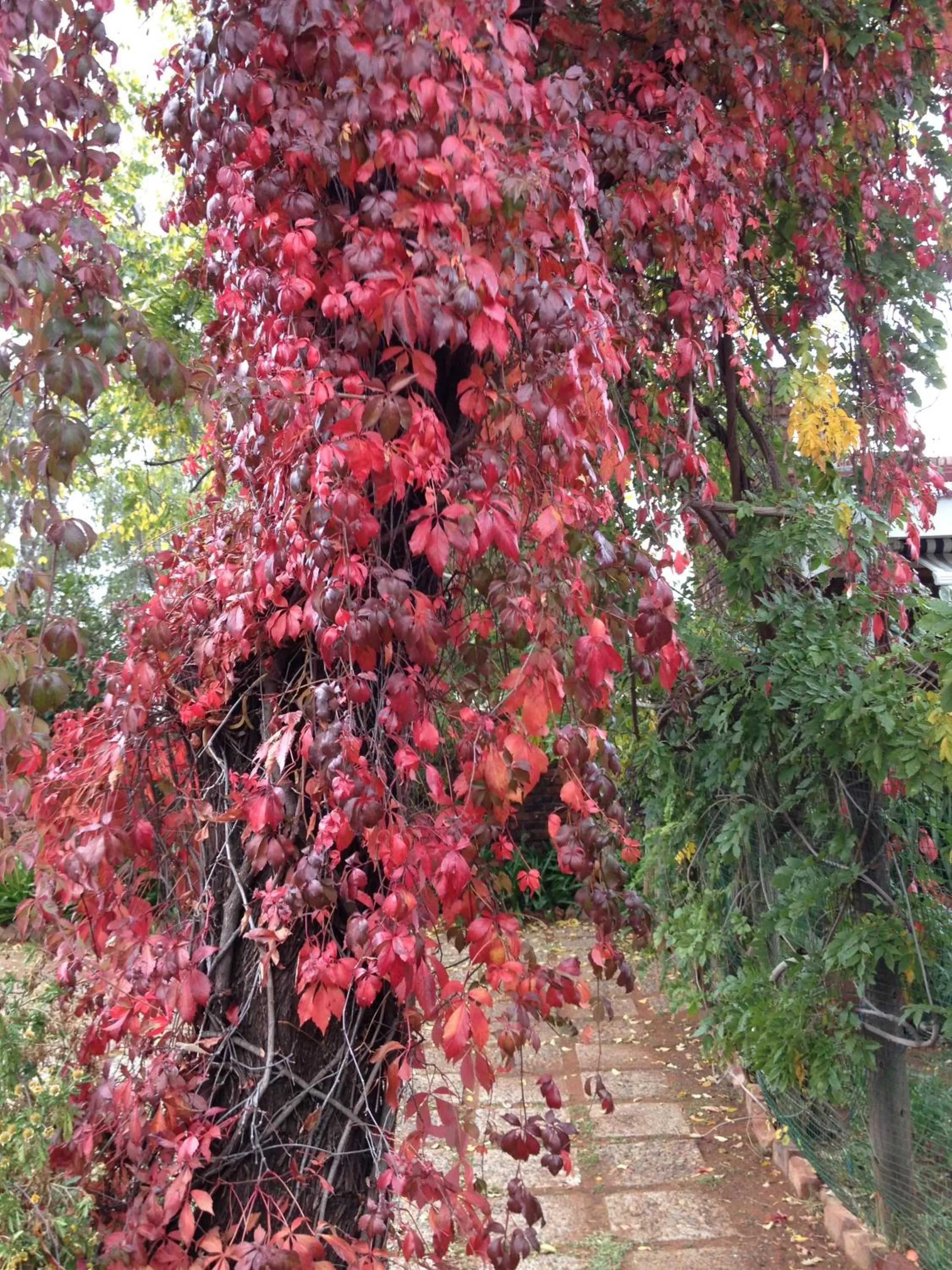 Garden in The Nook B&B
