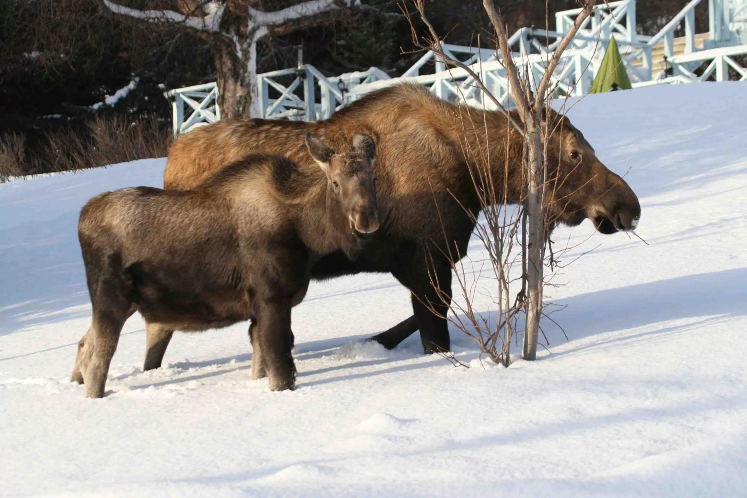 Winter, Other Animals in Halcyon Heights B&B/Inn
