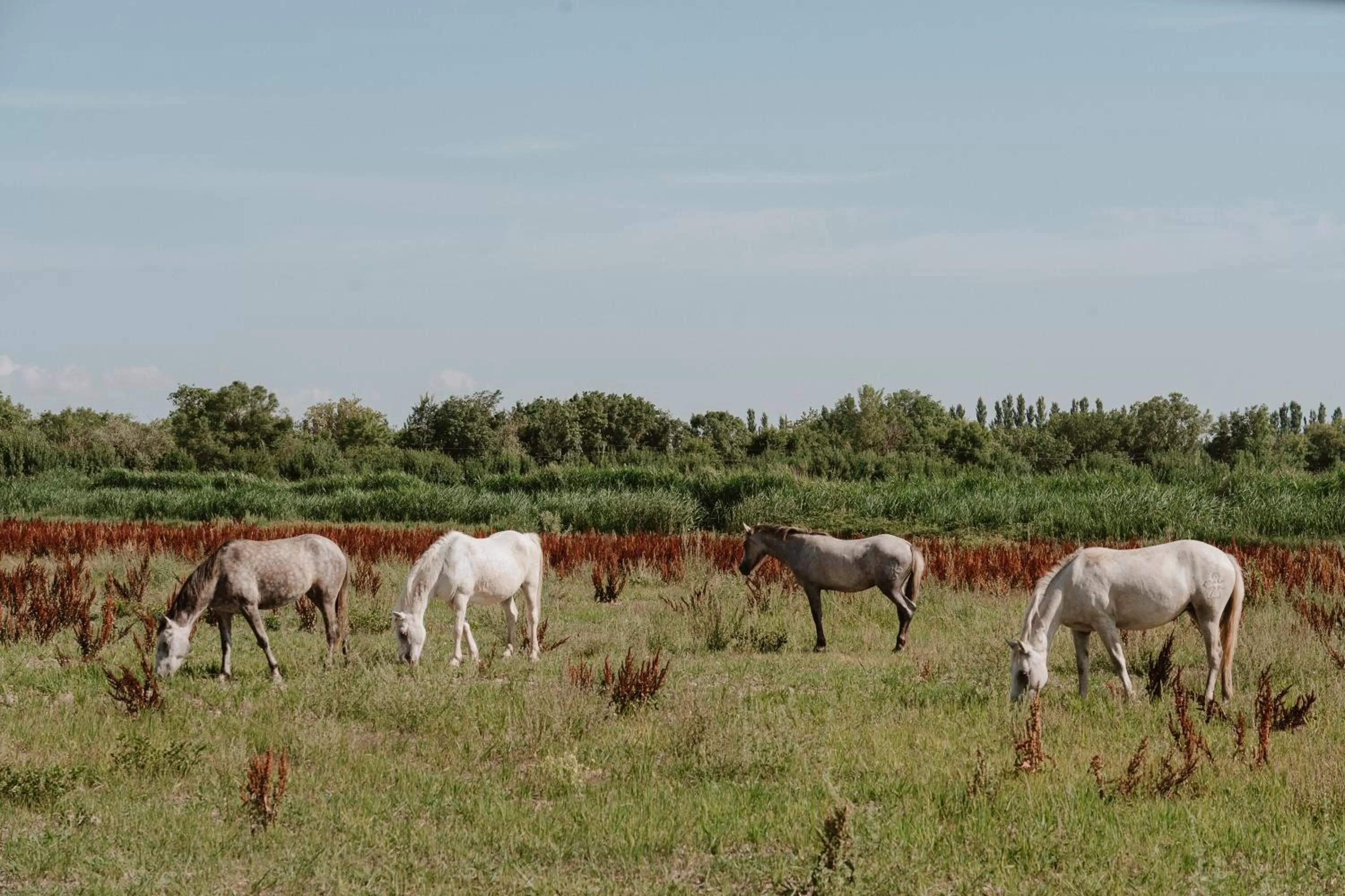 Other Animals in Maison Arthur