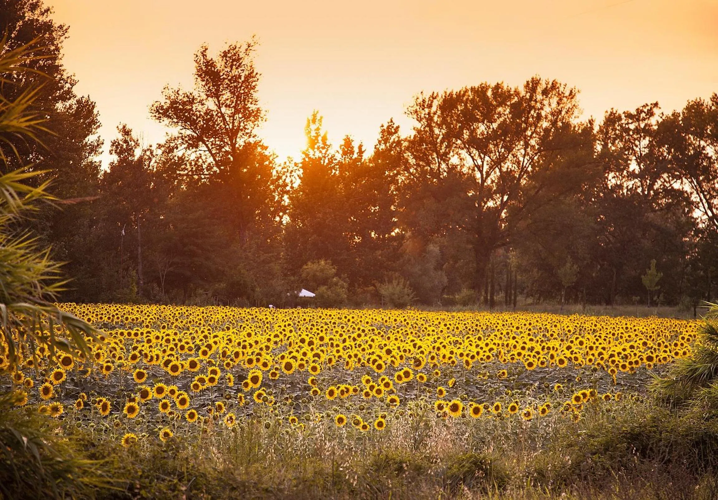 Natural landscape in Borgo Sant'ippolito Country Hotel