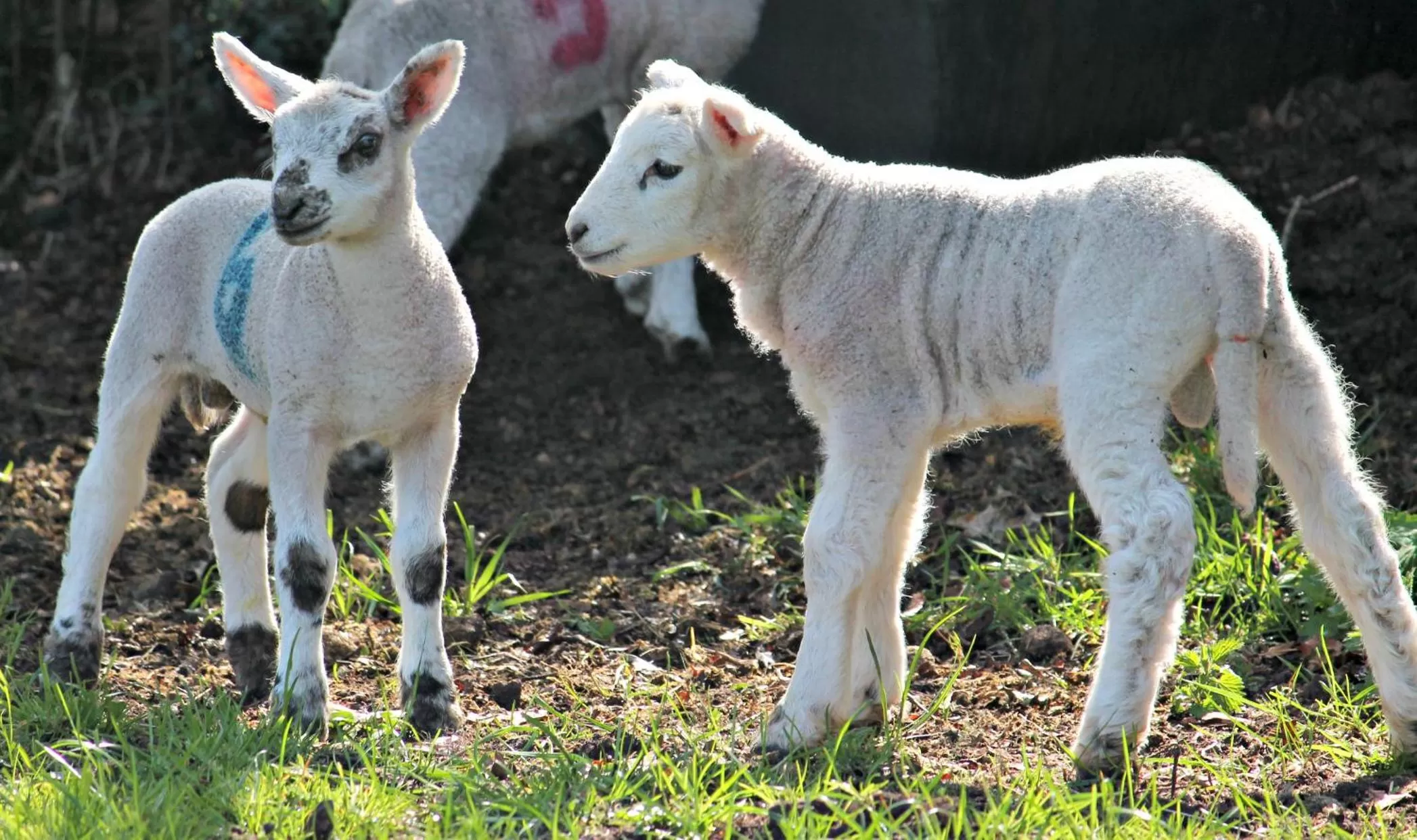 Animals, Other Animals in Church Farm B&B near Telford and Ironbridge