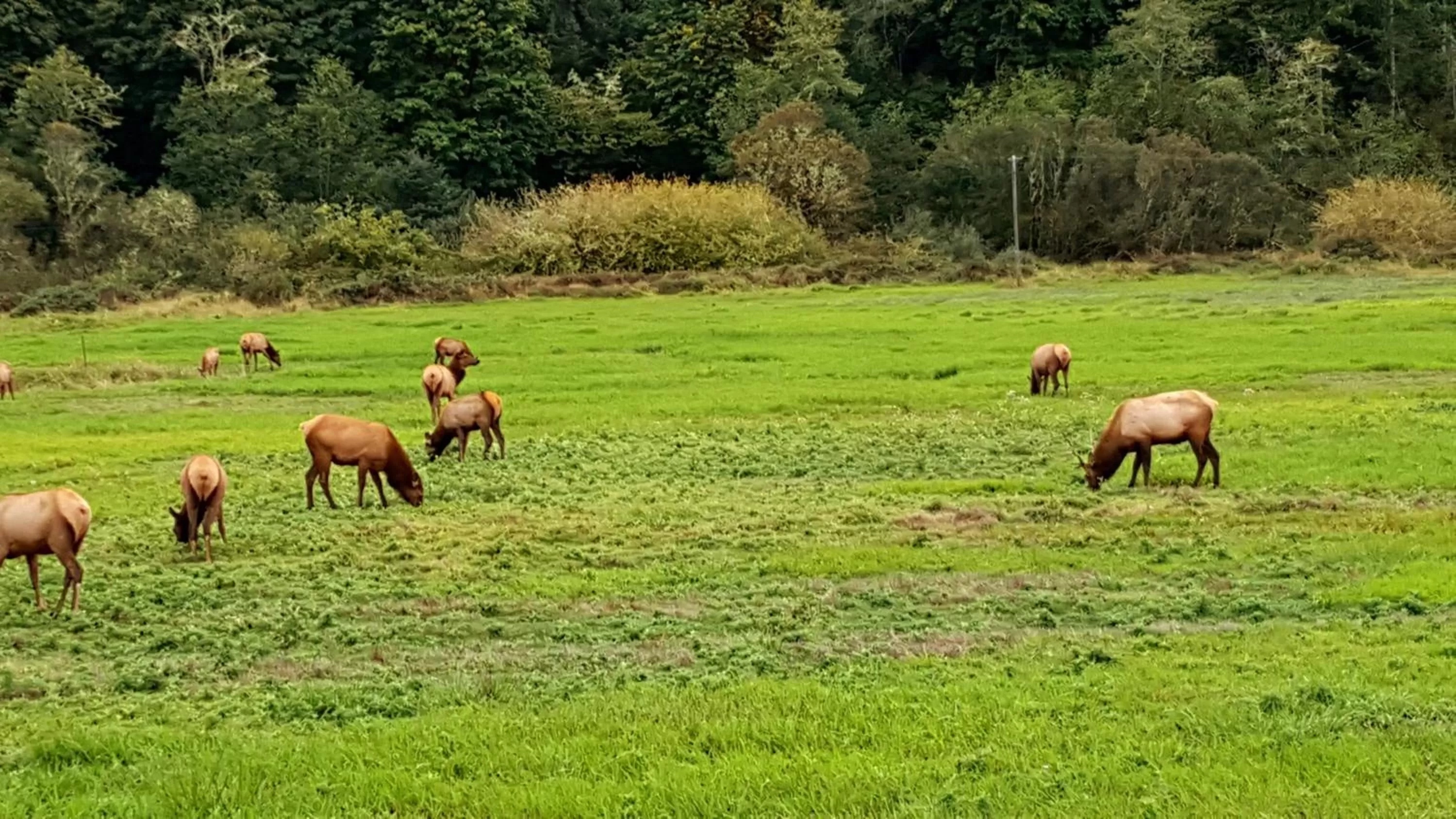 Animals, Other Animals in Winchester Bay Inn