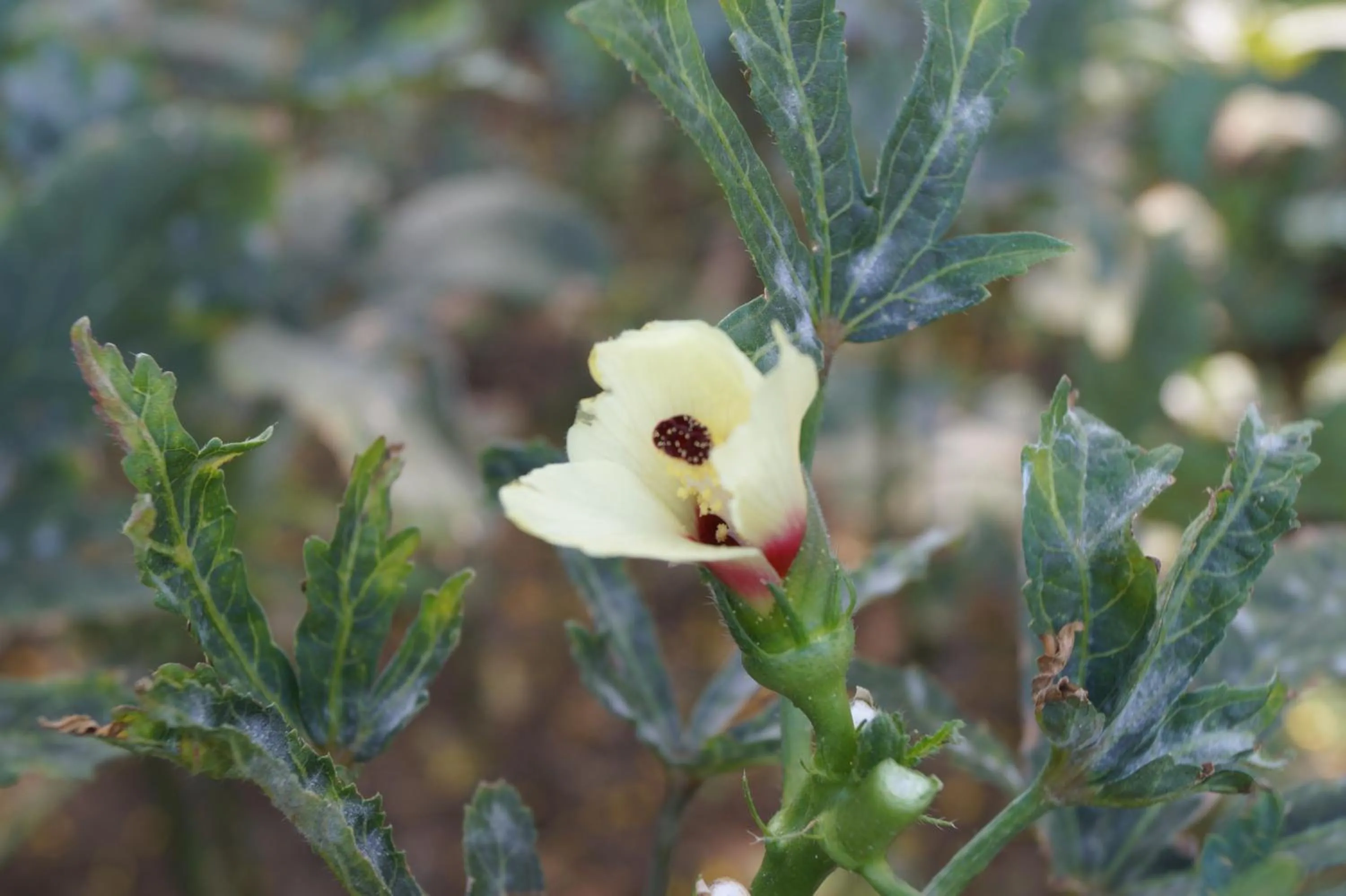Garden in Ambassador Ajanta Hotel, Aurangabad