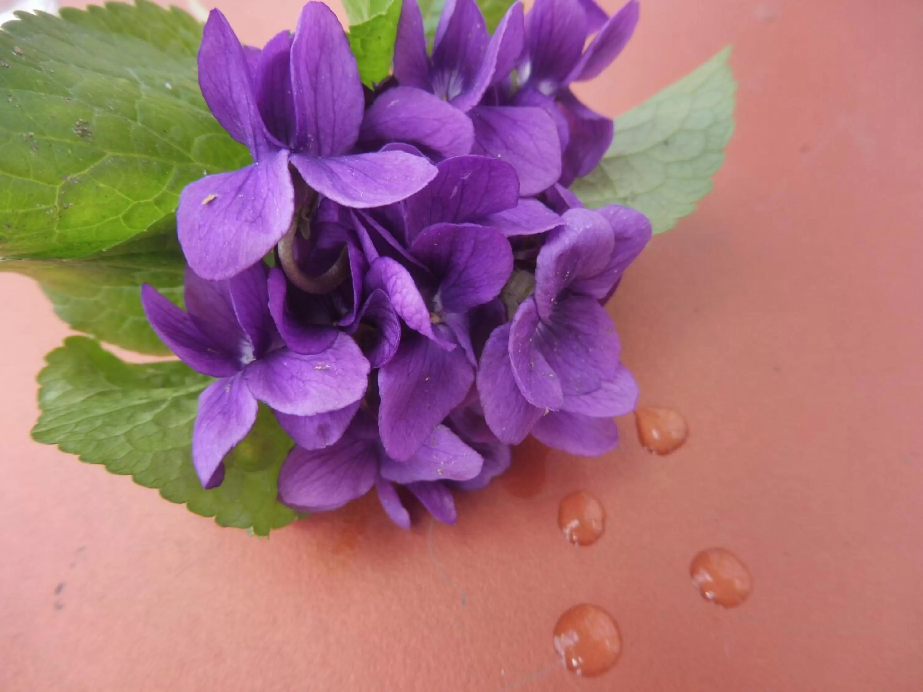 Garden view in Ma Toulousaine Chambre d'Hôtes