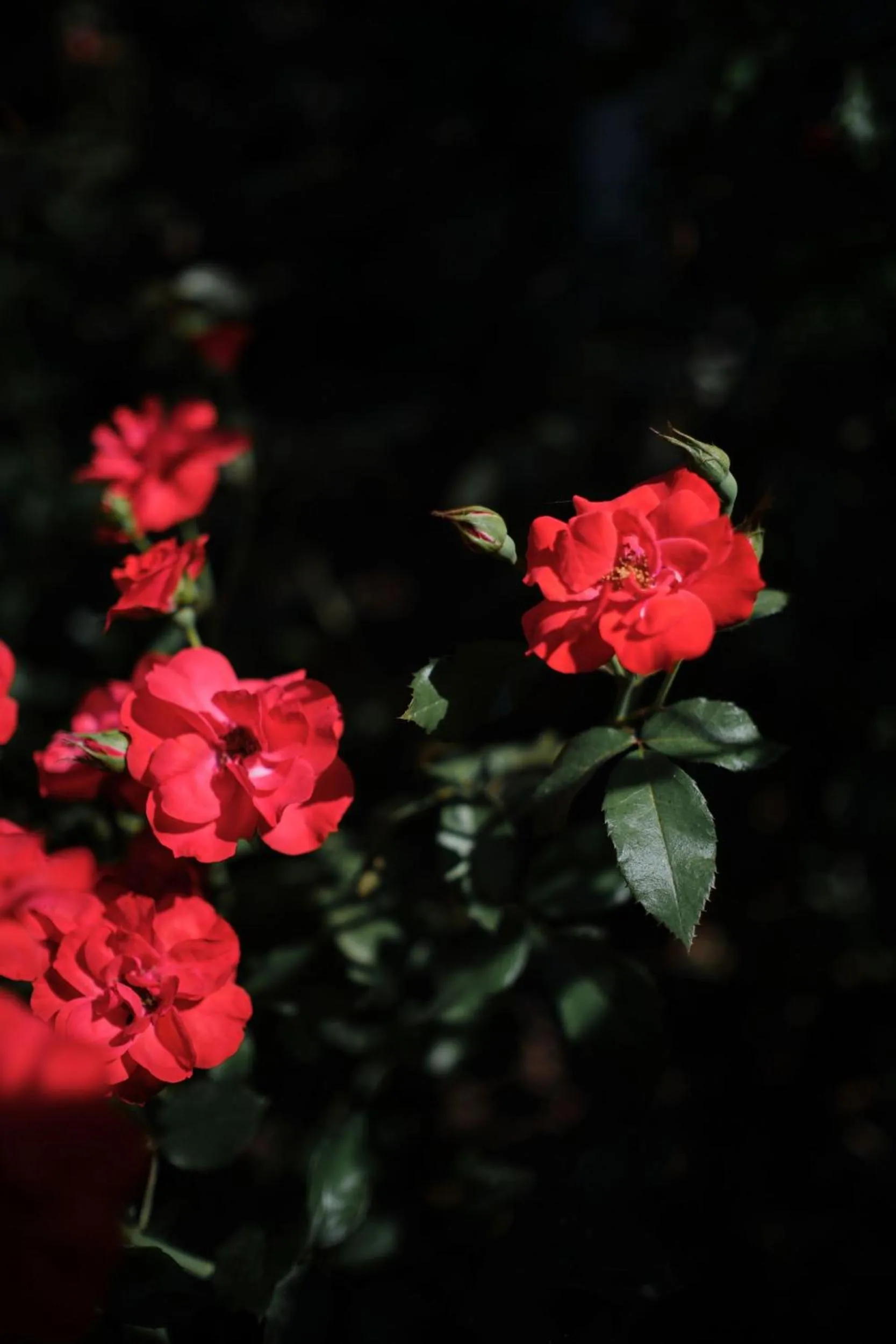 Garden in Prinsotel Mal Pas - Adults Only