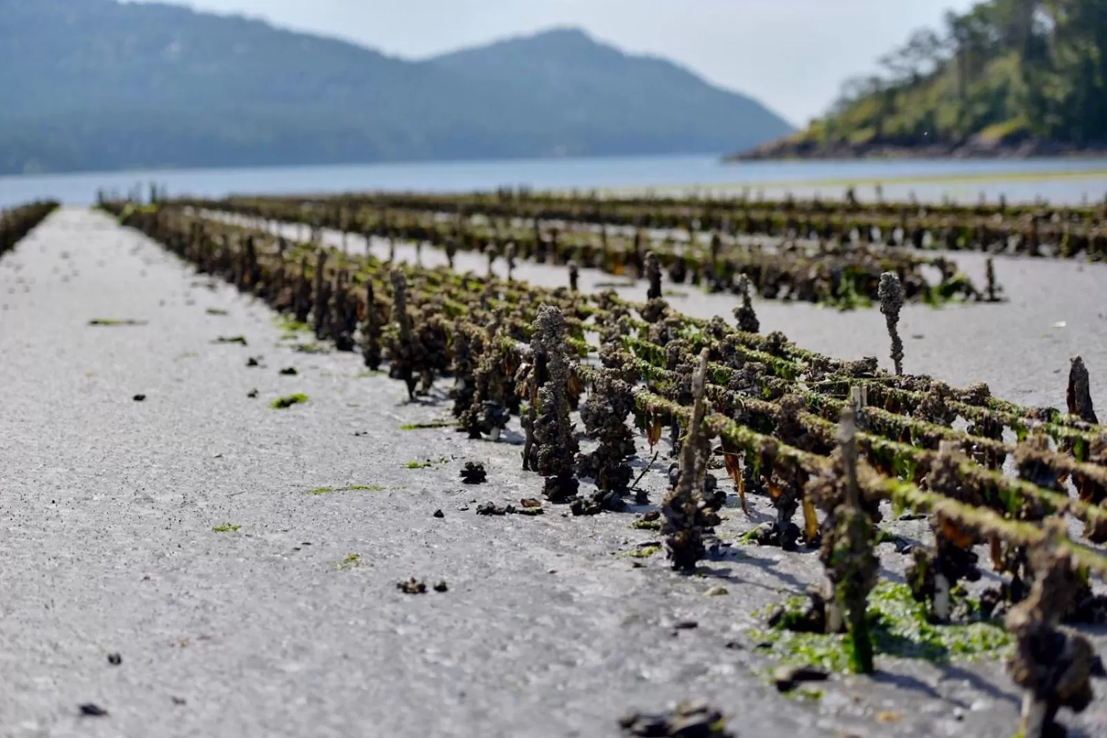 Natural landscape in Otter's Pond Bed and Breakfast
