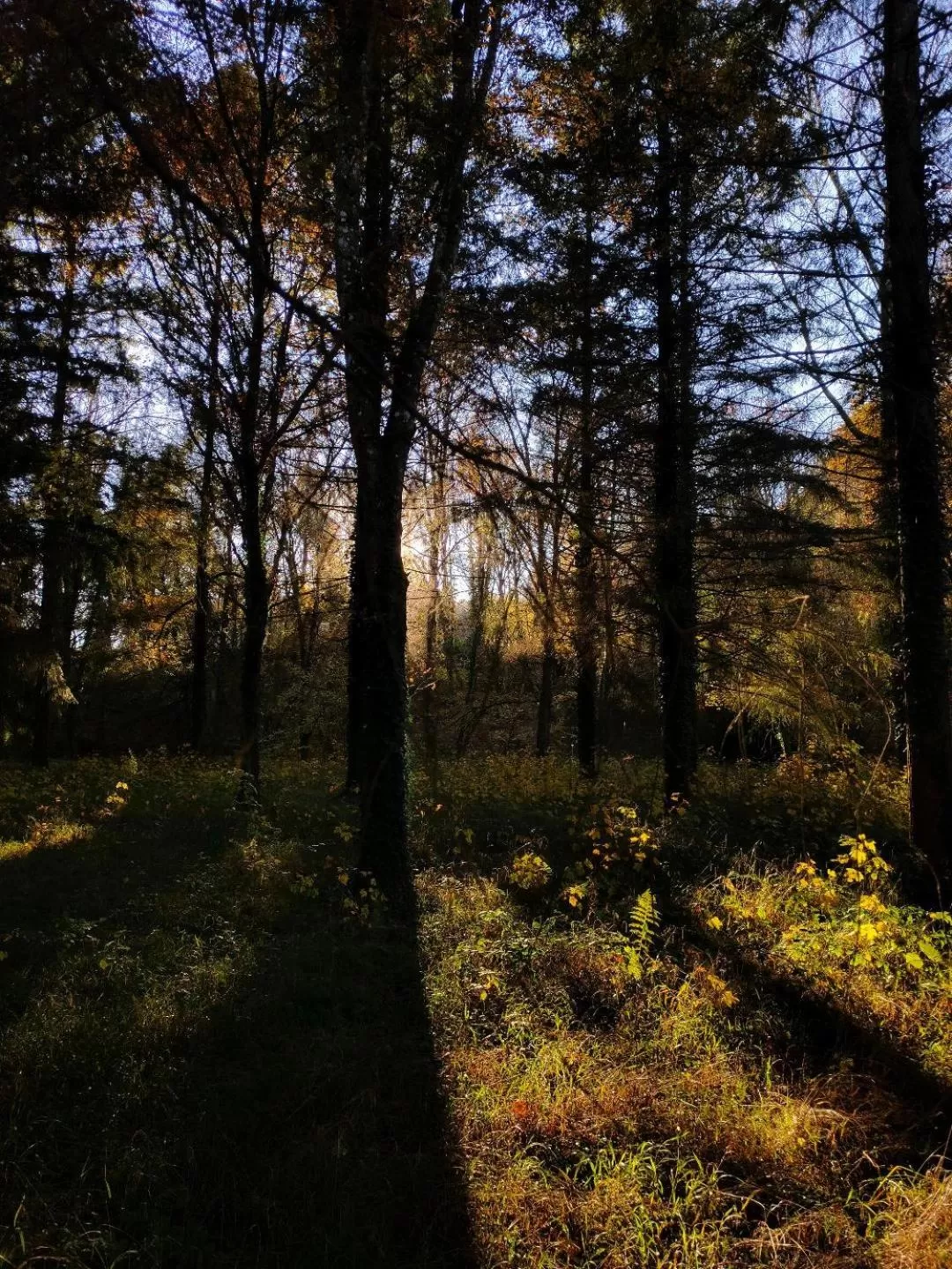 Garden in L'ancienne Gendarmerie
