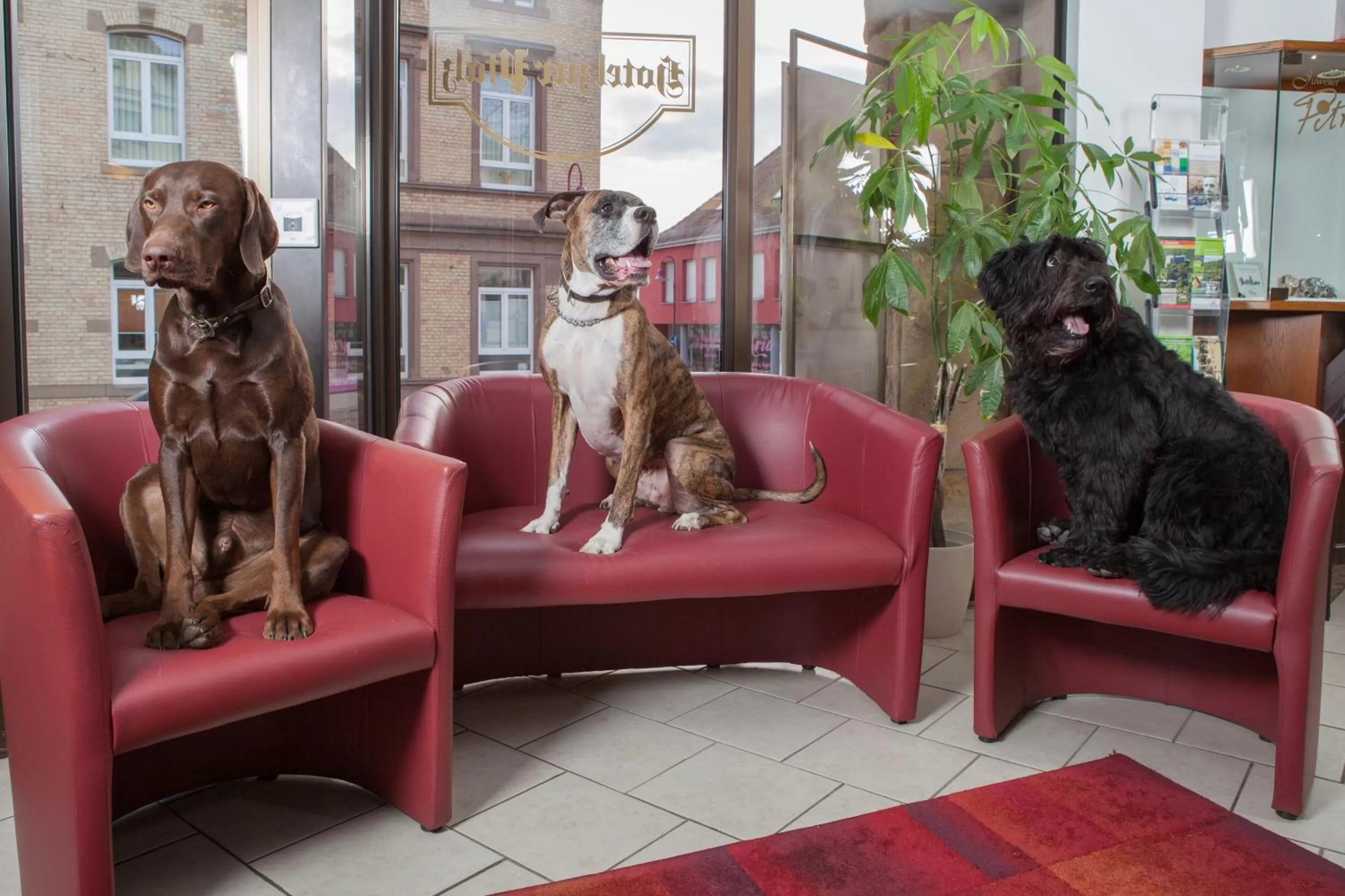 Animals in Hotel zur Pfalz