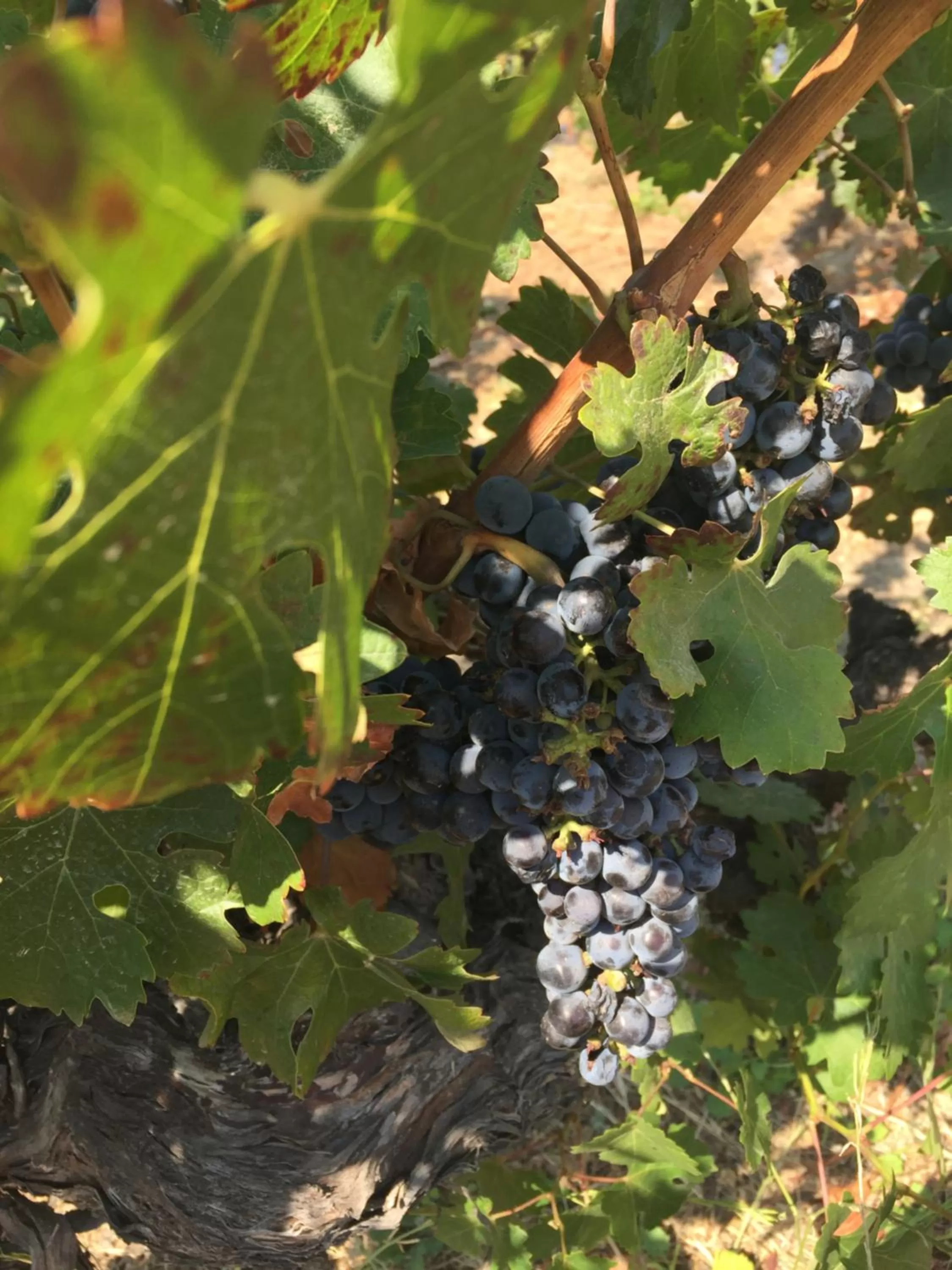 Nearby landmark in Hotel Casa De Campo