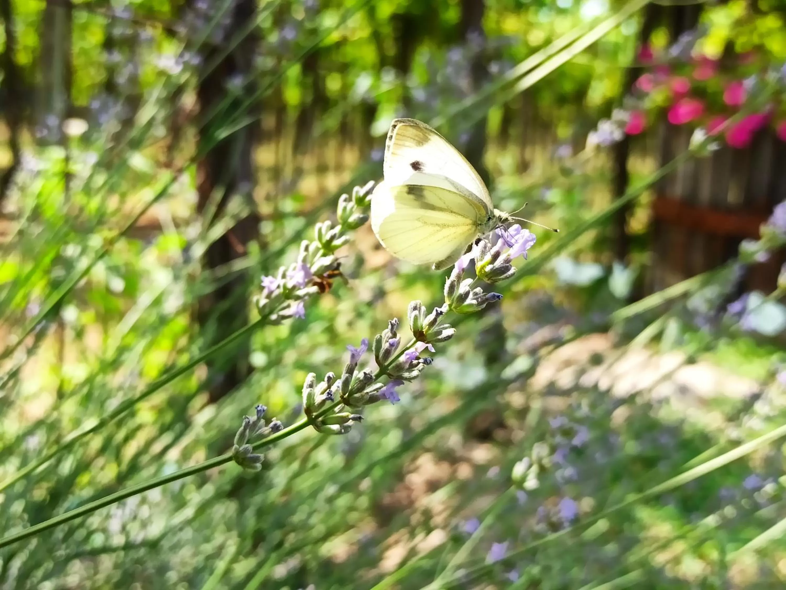 Natural landscape in Le Zampolle B & B
