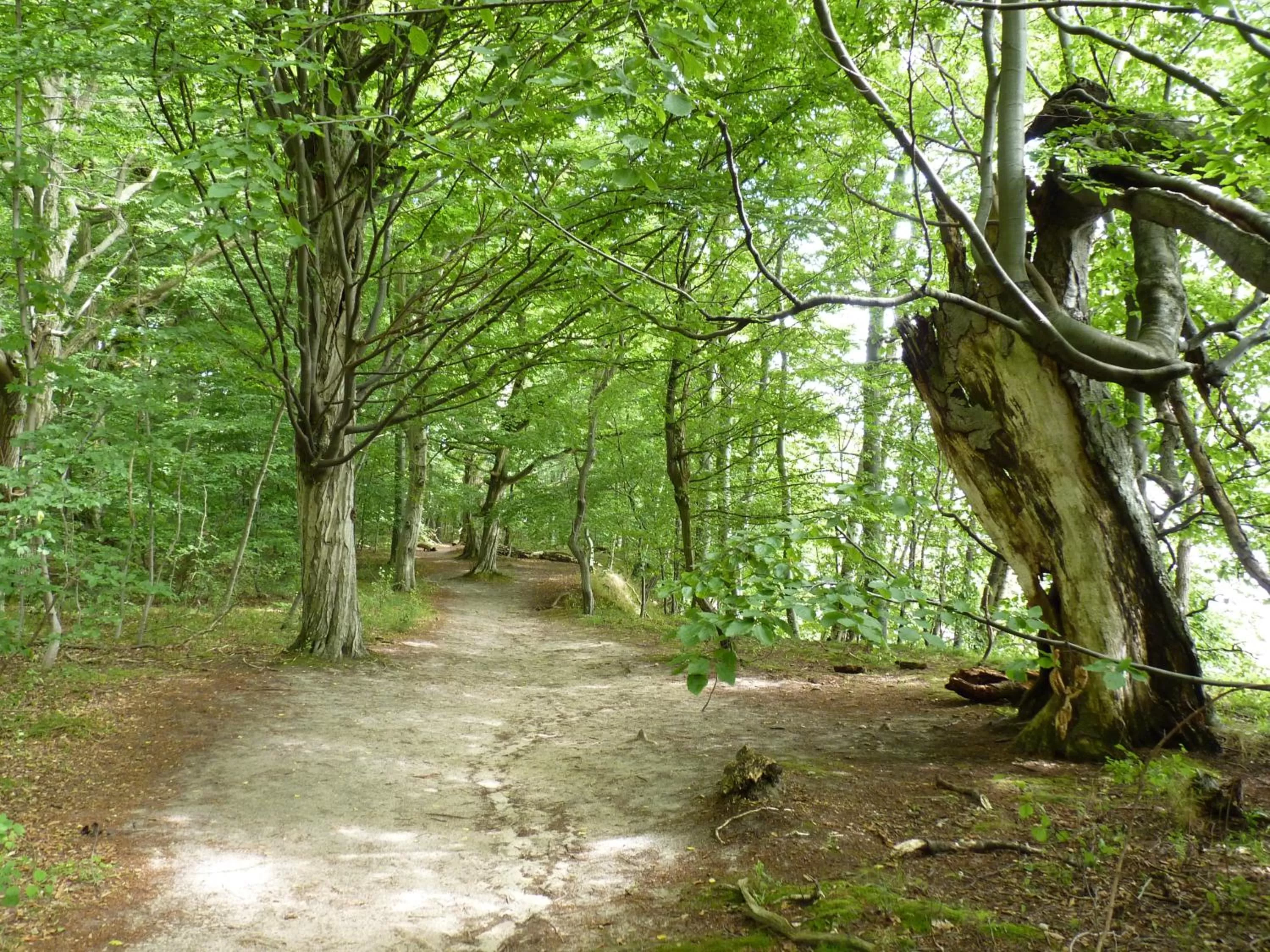 Natural landscape in Hotel Am Markt