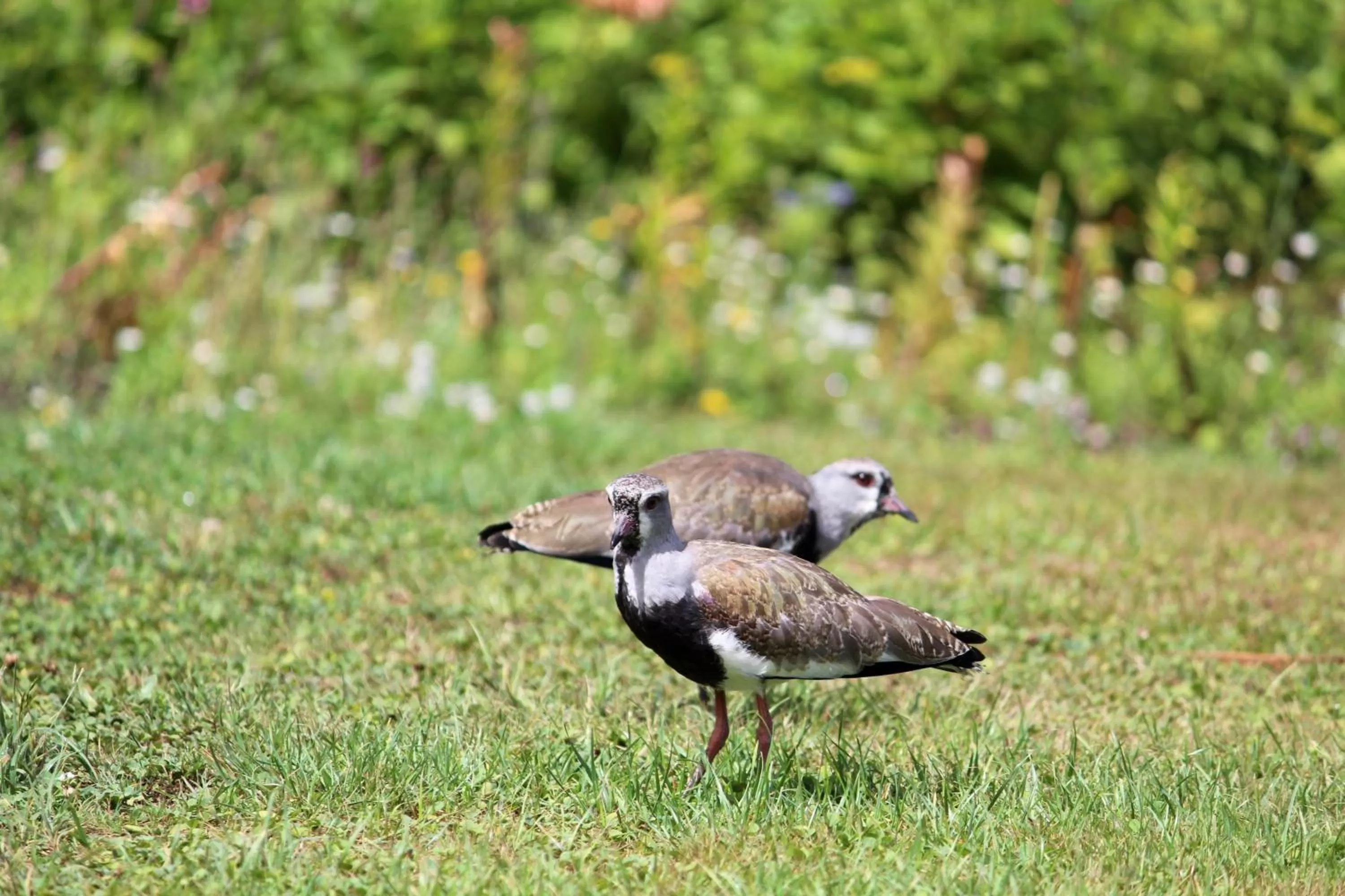 Garden in Hotel Boutique Casa Werner