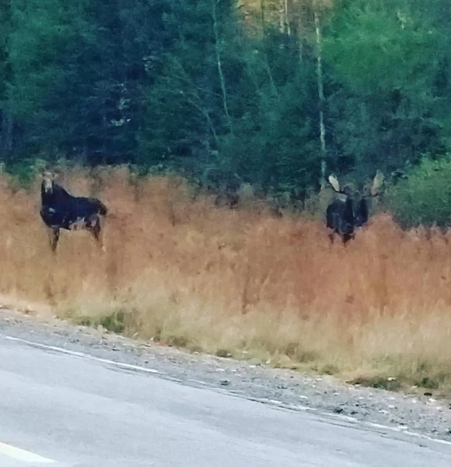 Animals in Spillover Motel and Inn