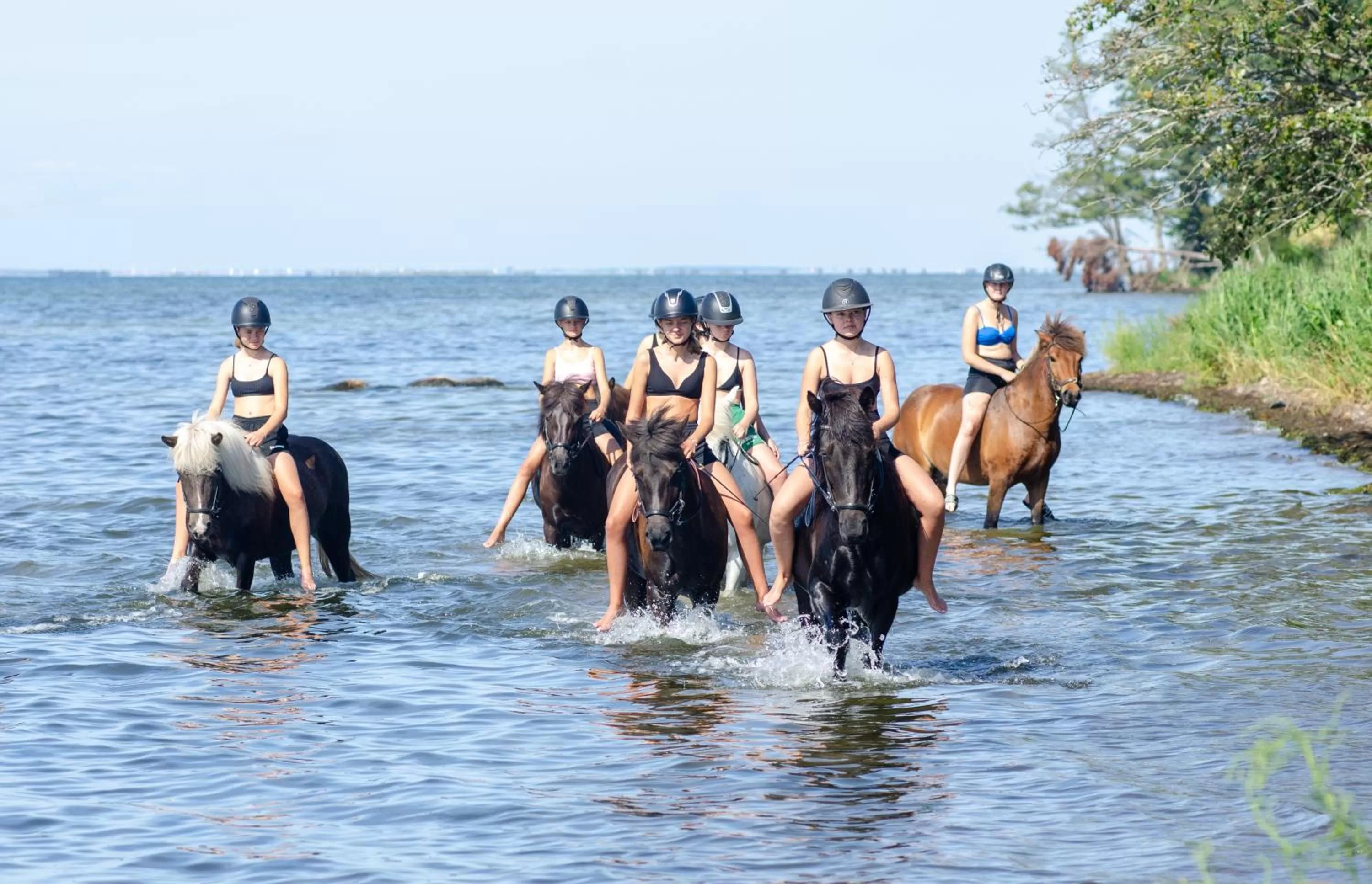 Horse-riding, Horseback Riding in Ölands Yoga Studio & Islandshästar, Stugor & Rum