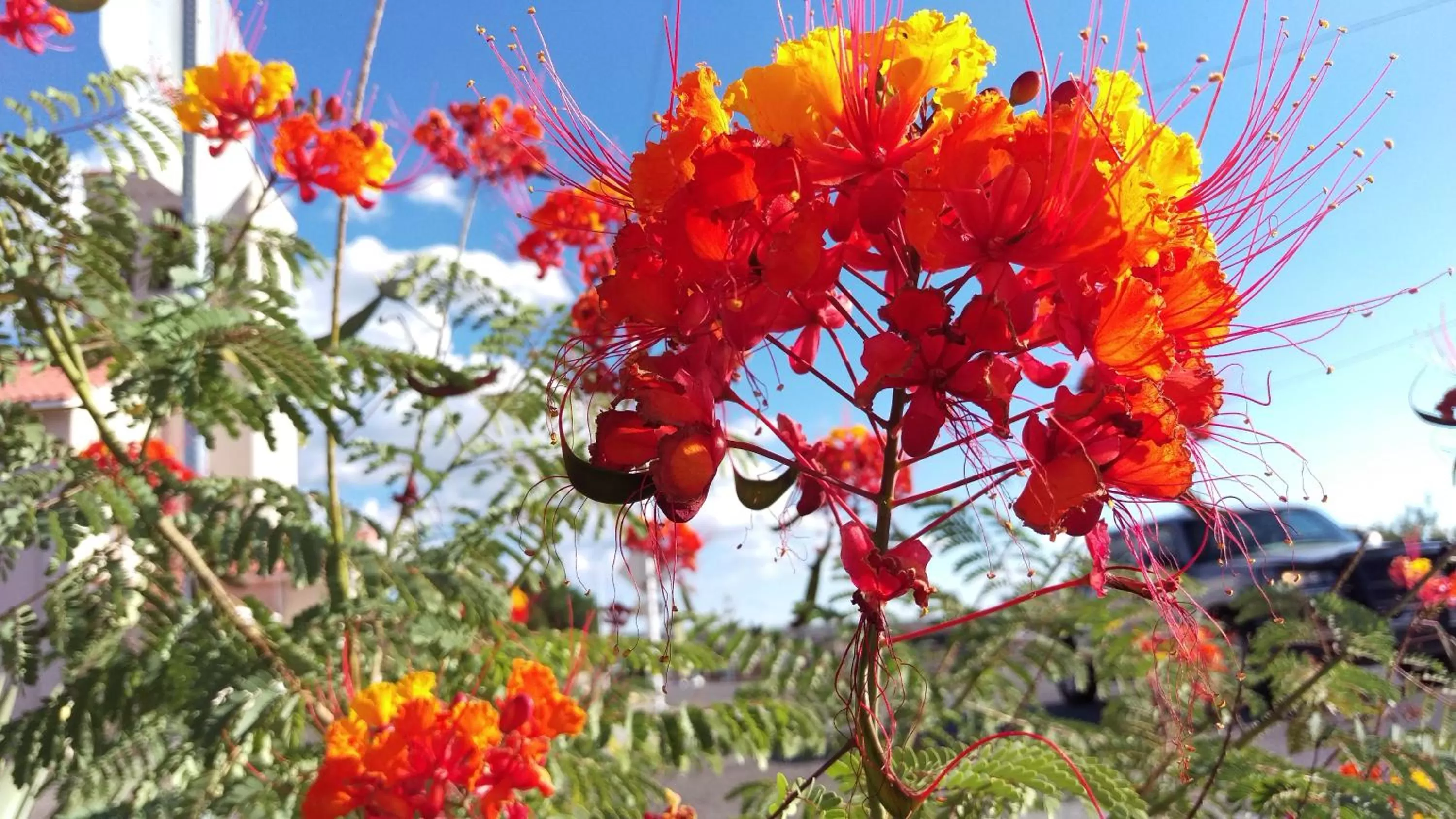 Garden in Rocket Inn