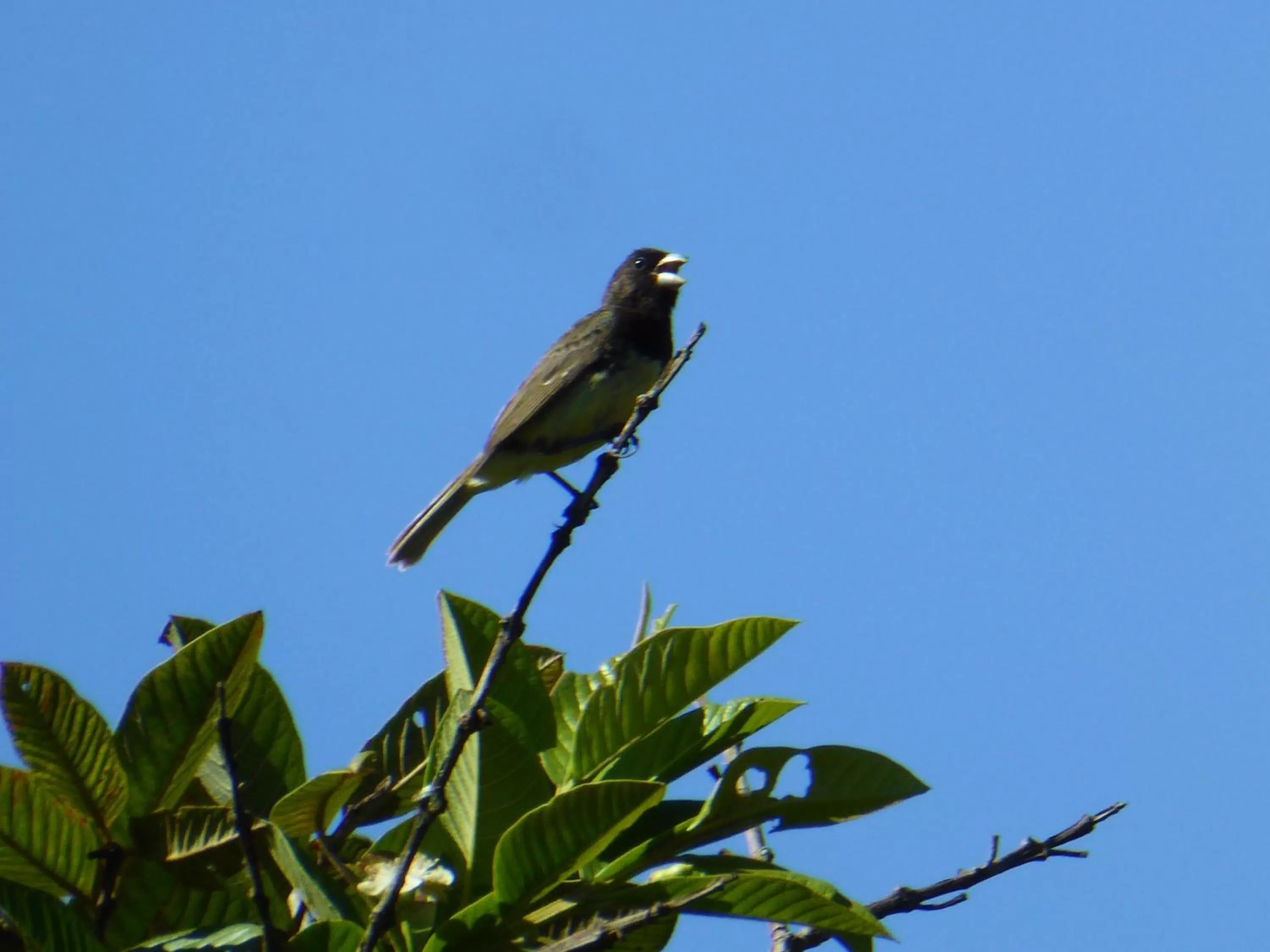 Pets in Finca El Cielo