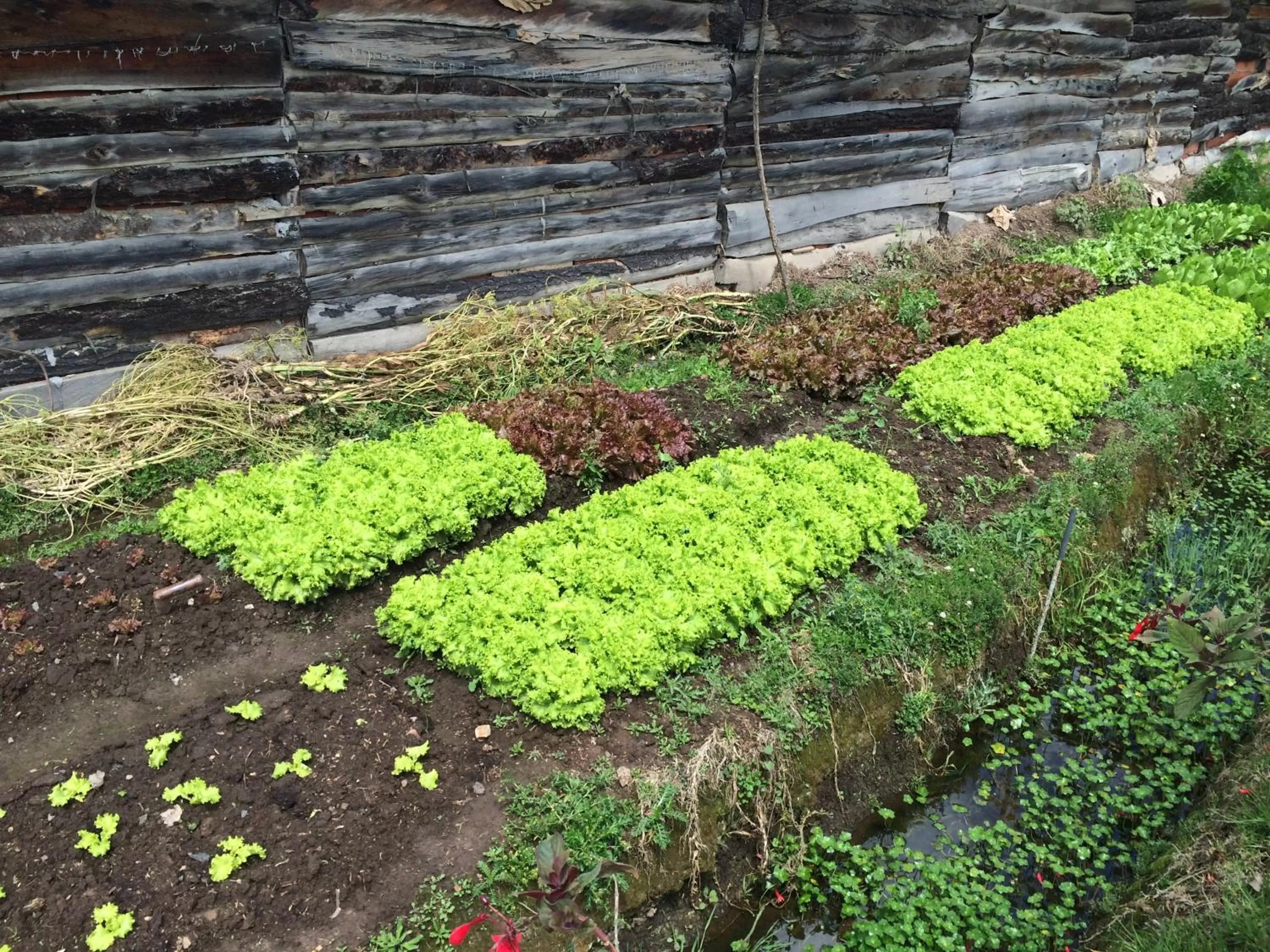 Garden in Posada Cafe La Huerta
