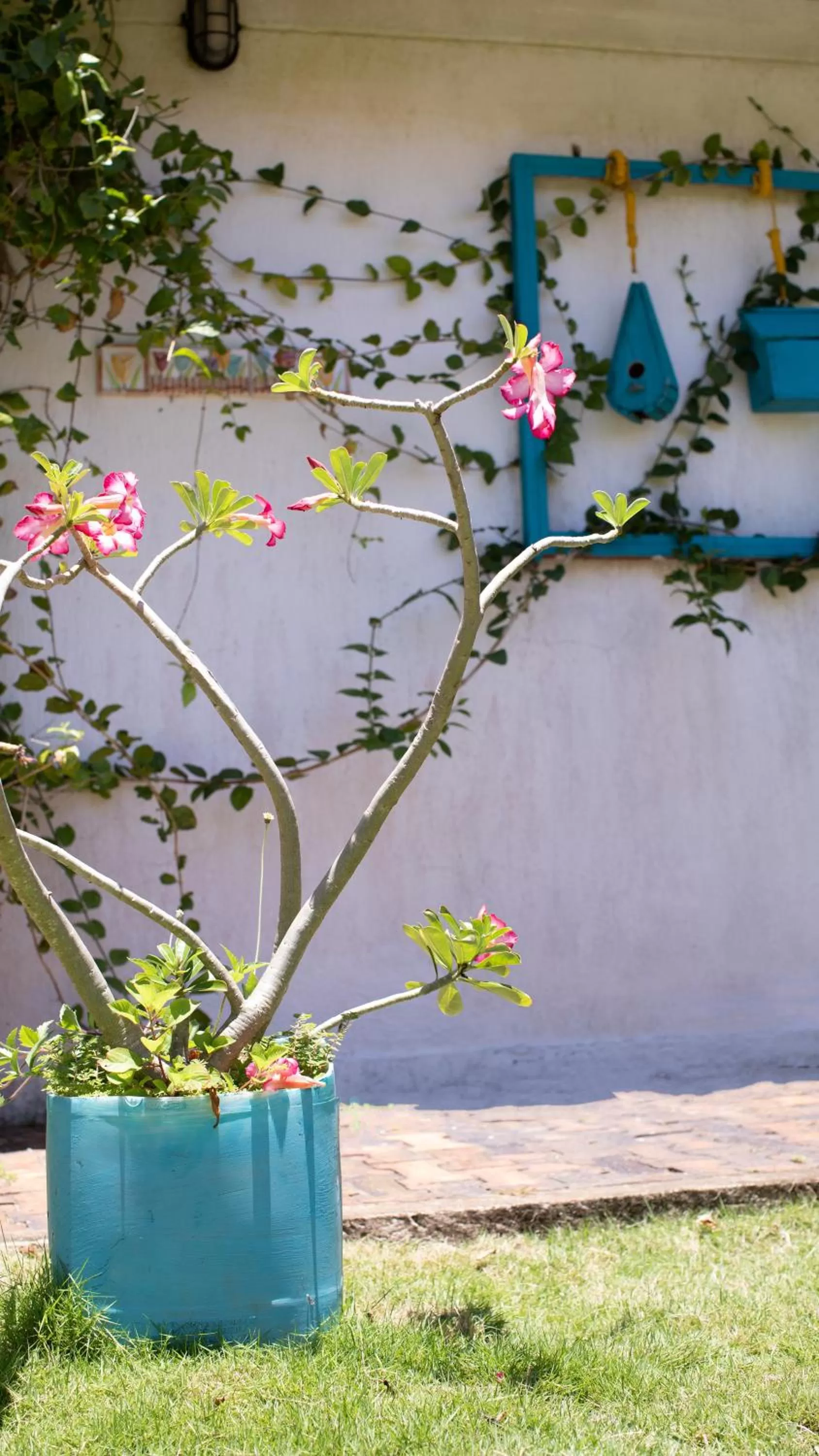 Garden in Hosteria Mar y Sol