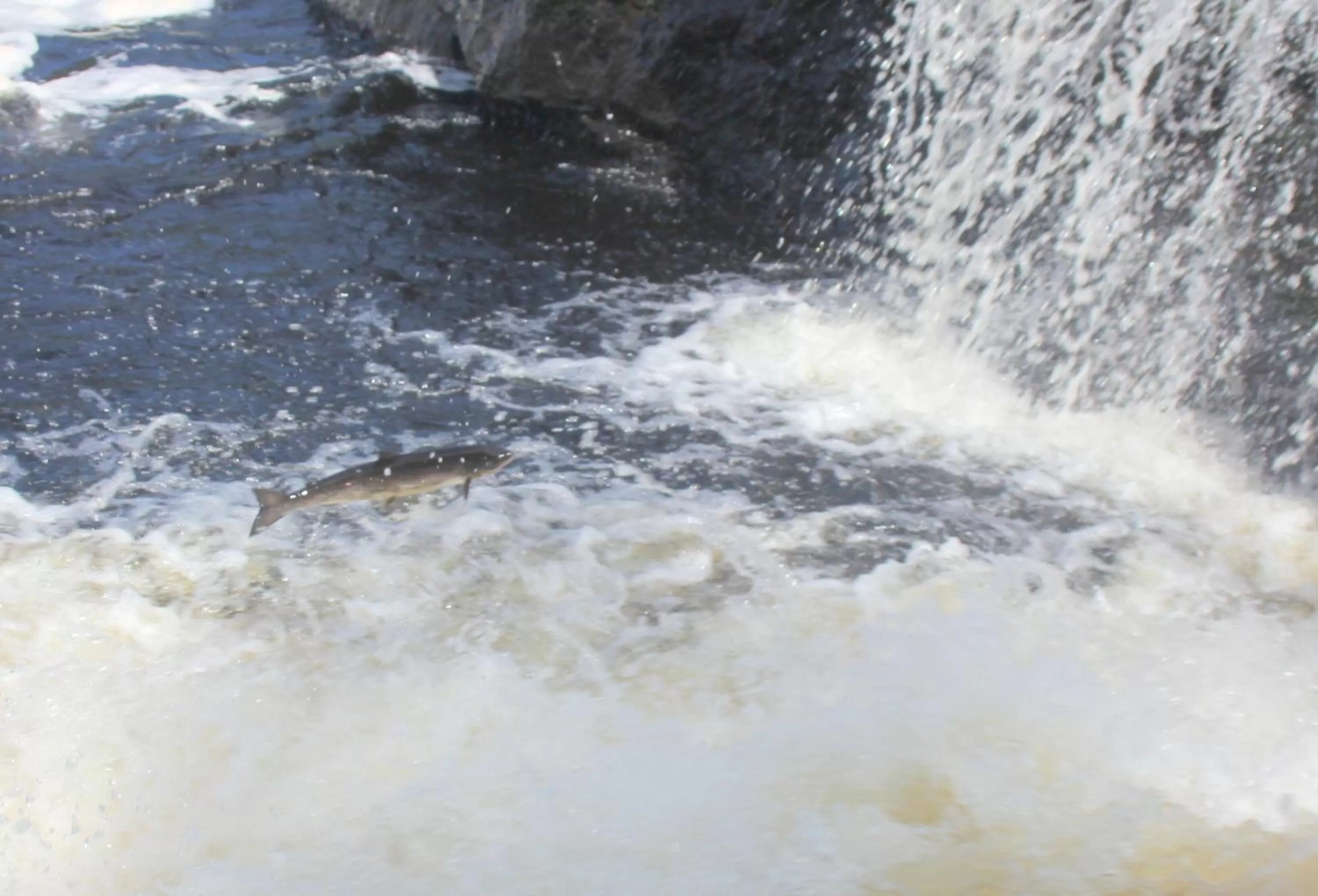 Nearby landmark in Holiday Inn Express Deer Lake, an IHG Hotel