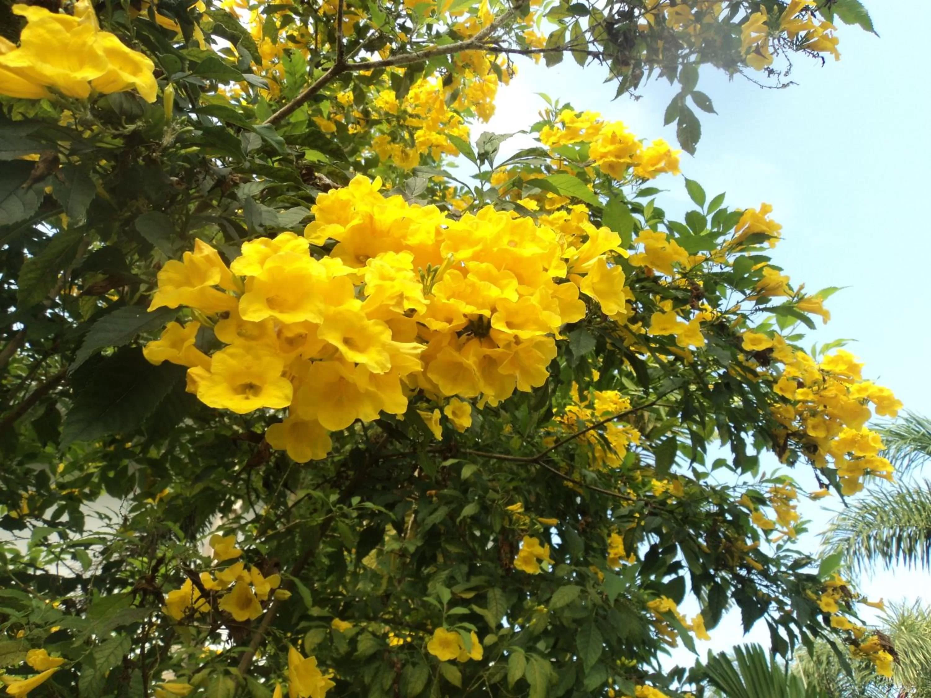 Garden in Pratum Resort