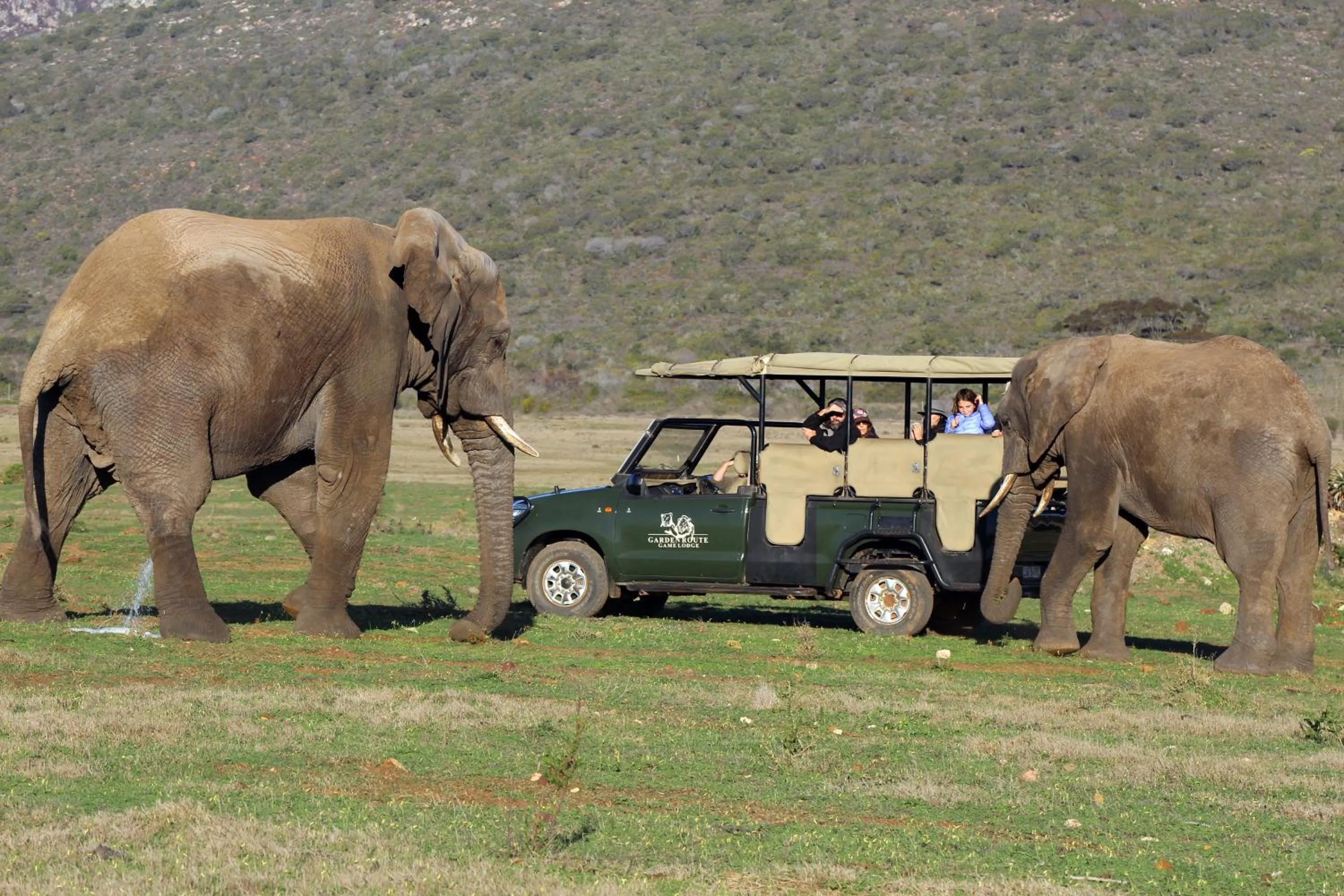 Animals in Garden Route Game Lodge