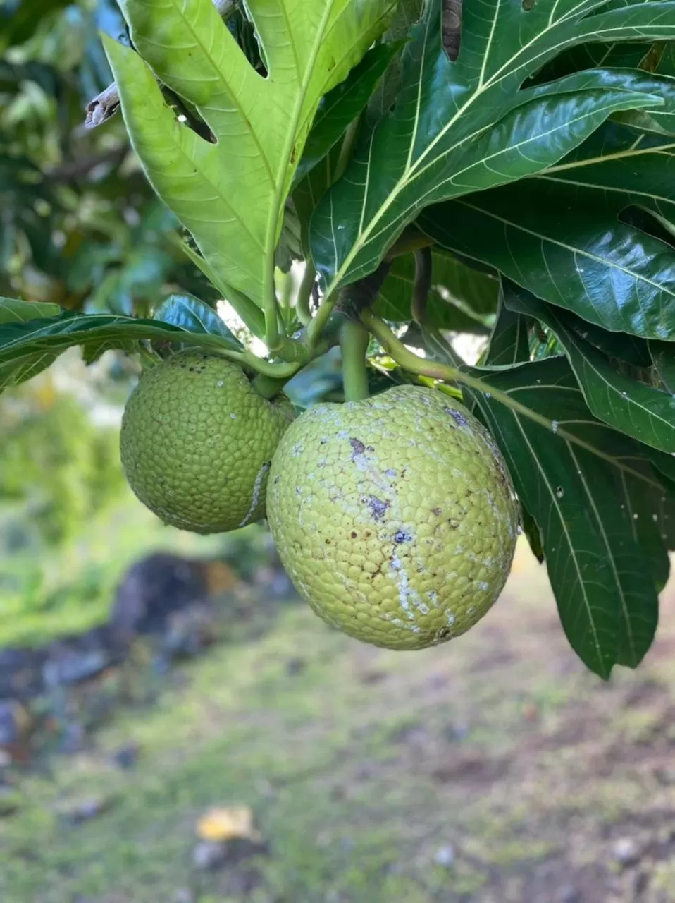 Villa Cajou chambres d'hôtes chez l'habitant et Zanzibar cottage