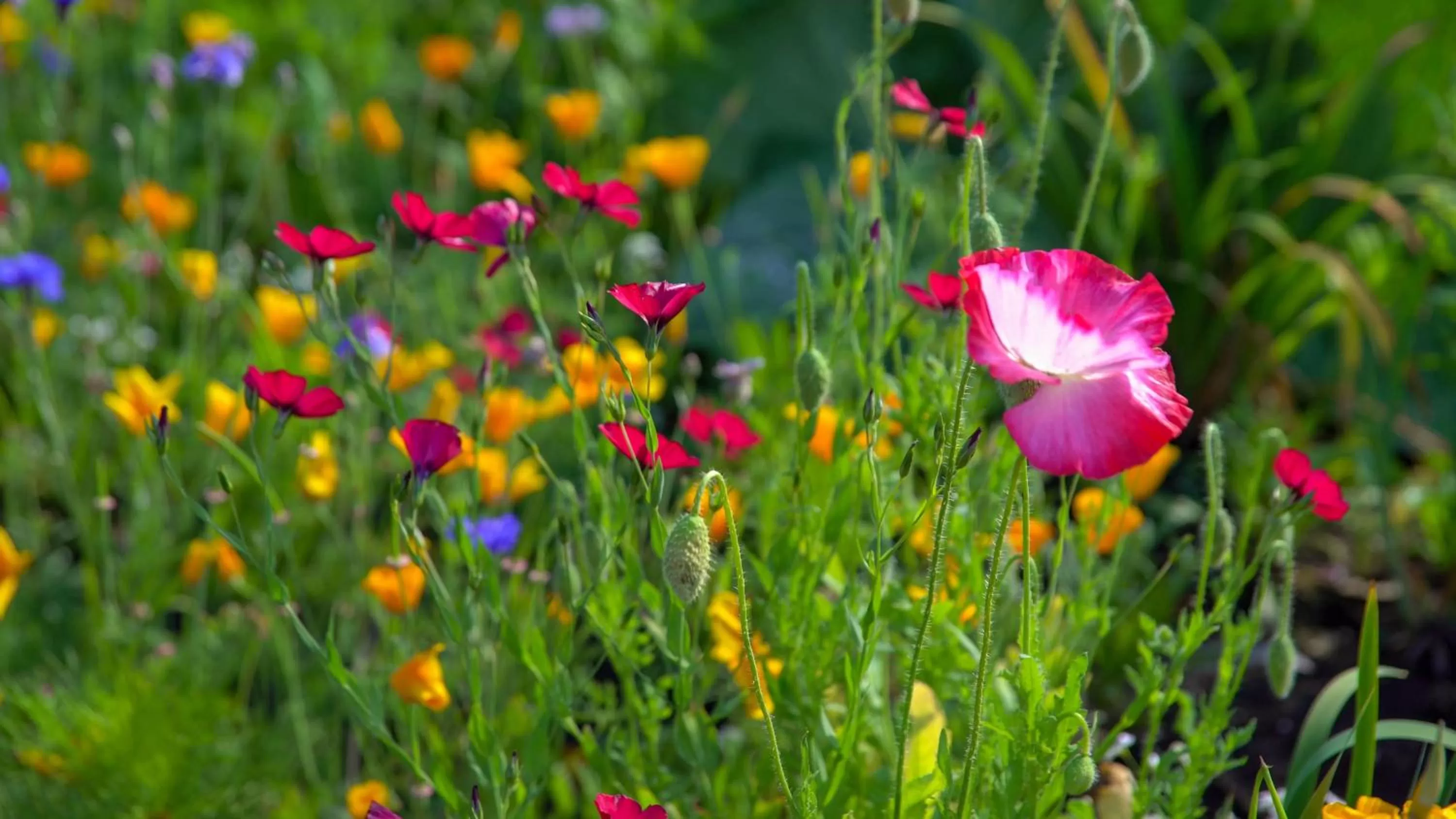 Garden in Pike's Waterfront Lodge